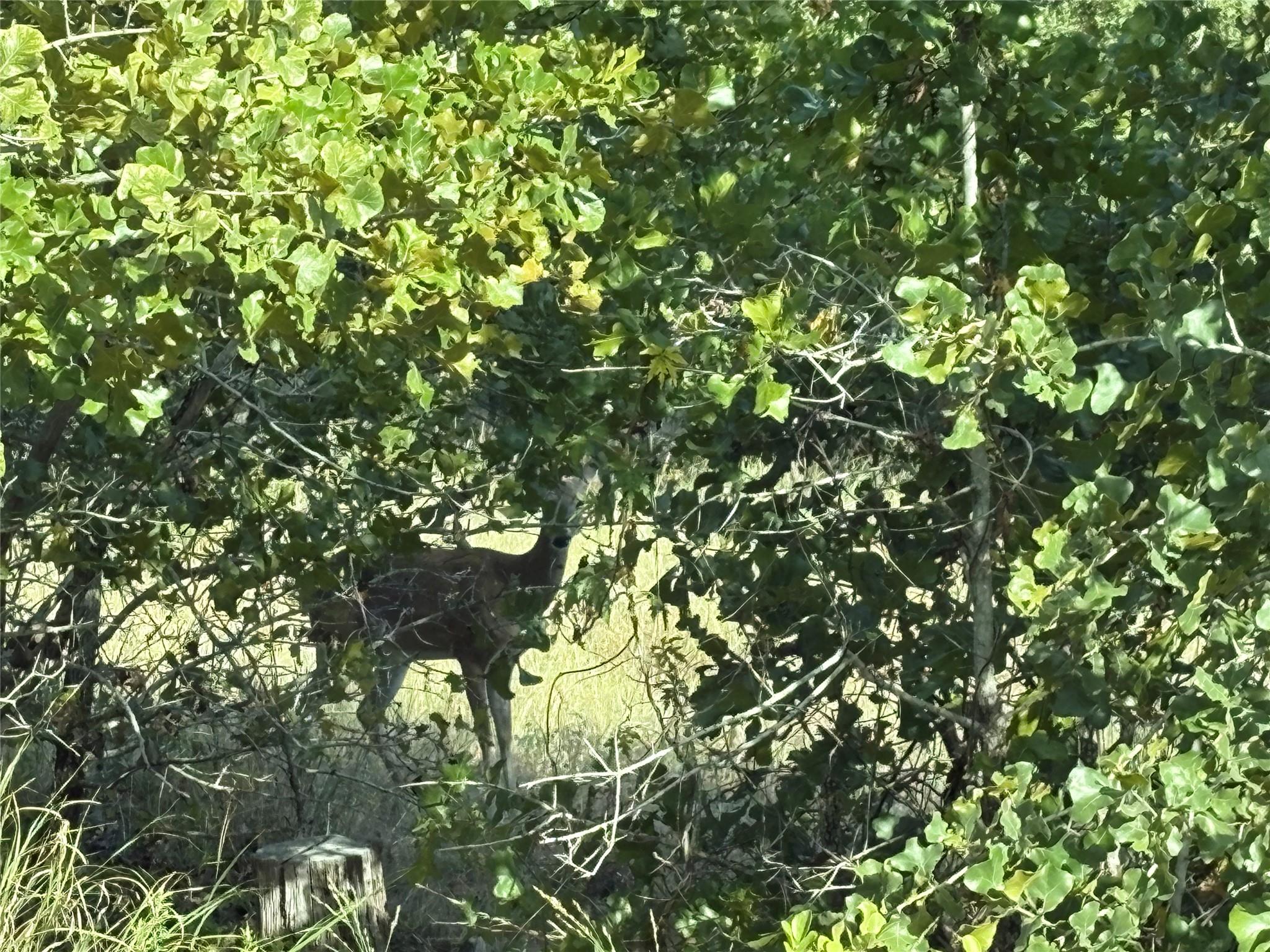 TBD Kimo Ct, Bastrop, TX 78602