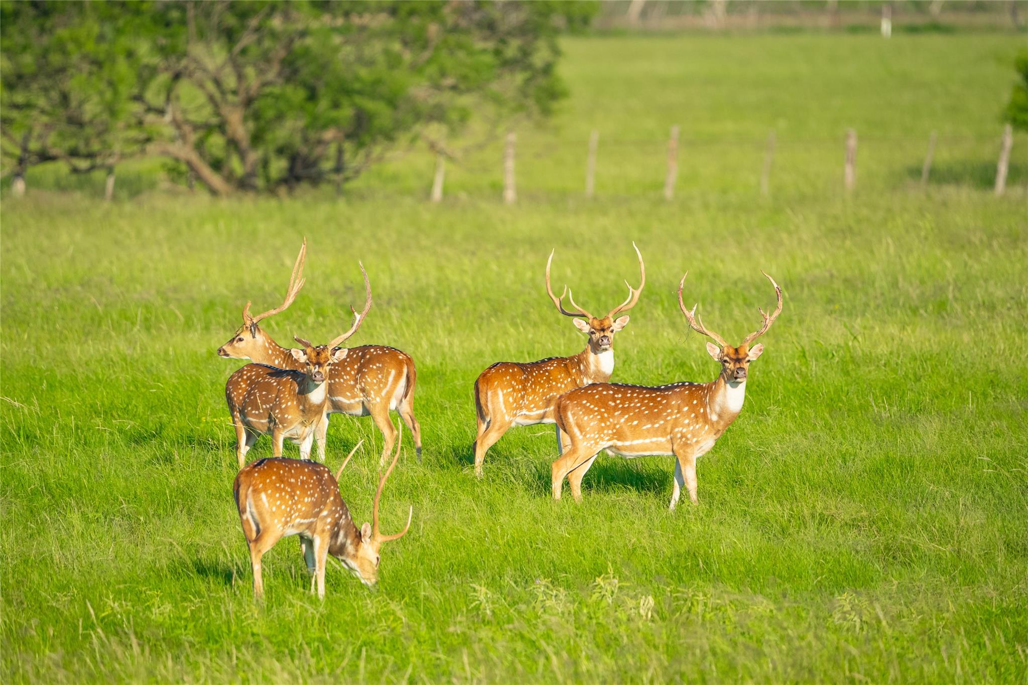 0 County Road 476 Rd, Brady, TX 76872