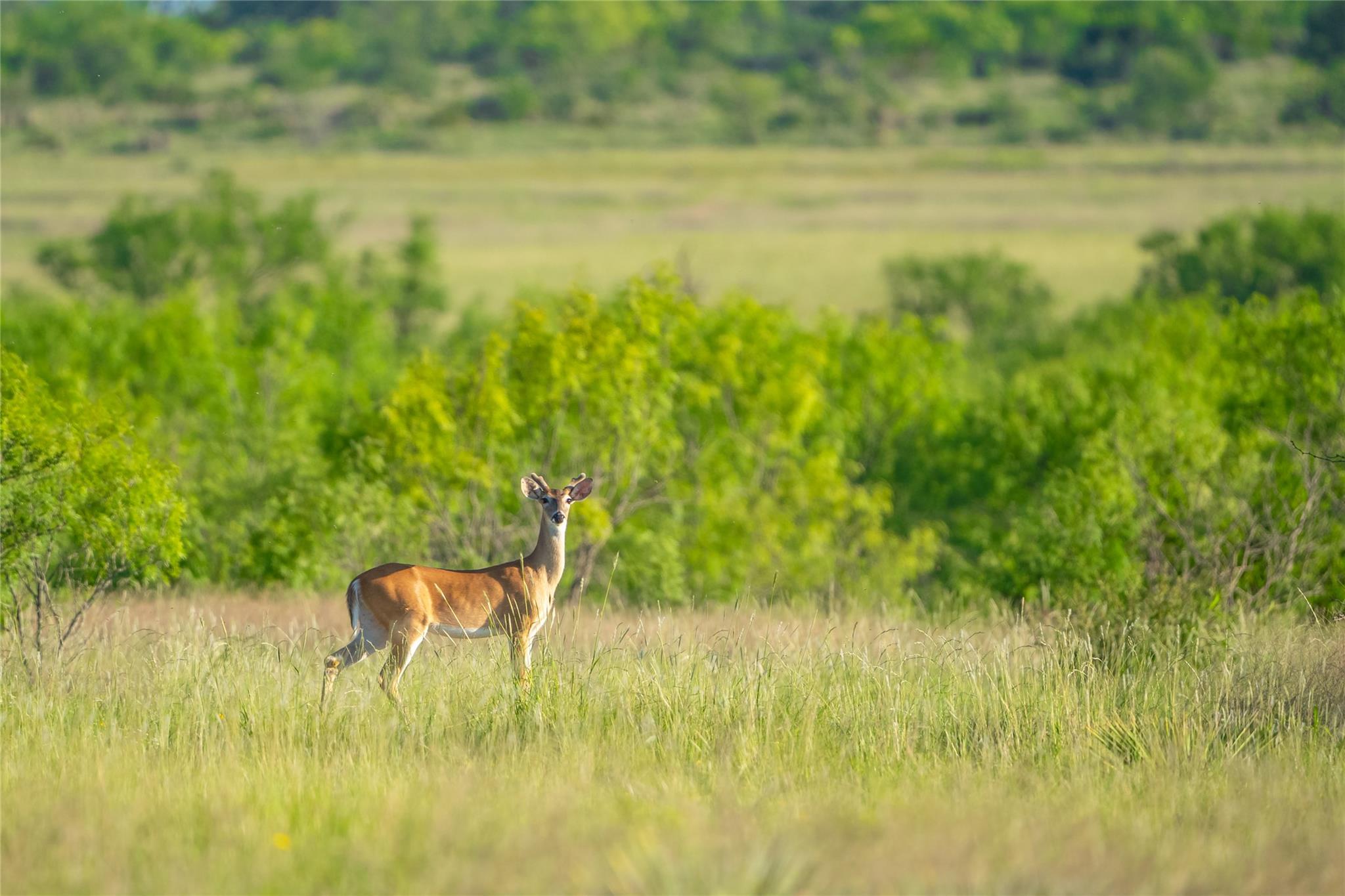 0 County Road 476 Rd, Brady, TX 76872