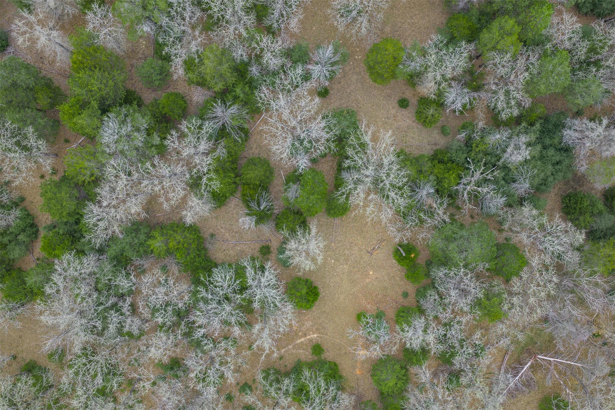 150 Turner Ln, Paige, TX 78659