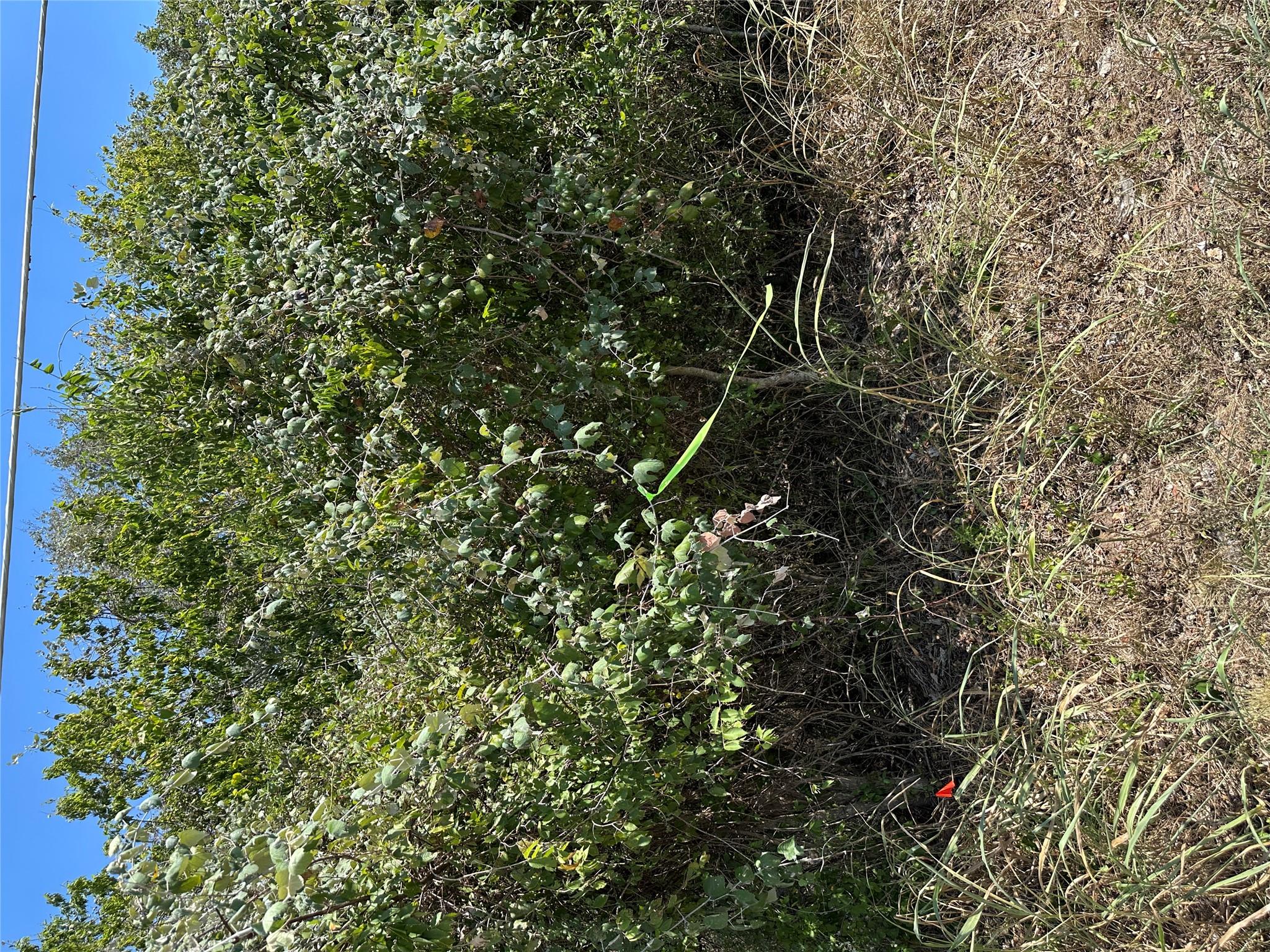 TBD Pine Hill Loop Loop, Bastrop, TX 78602