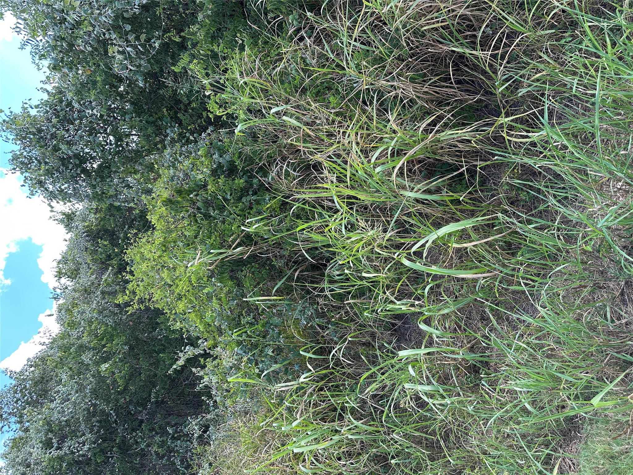 TBD Pine Hill Loop Loop, Bastrop, TX 78602