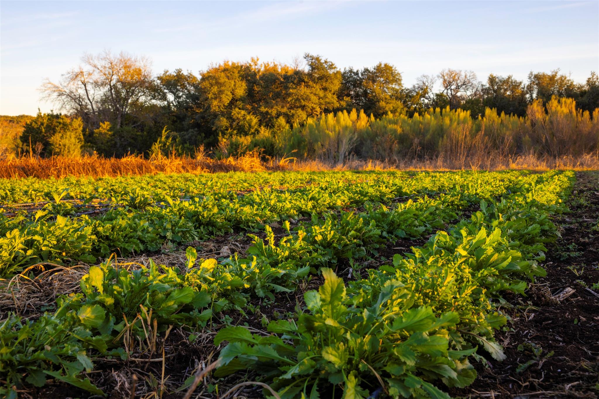 13977 FM 2325, Blanco, TX 78606