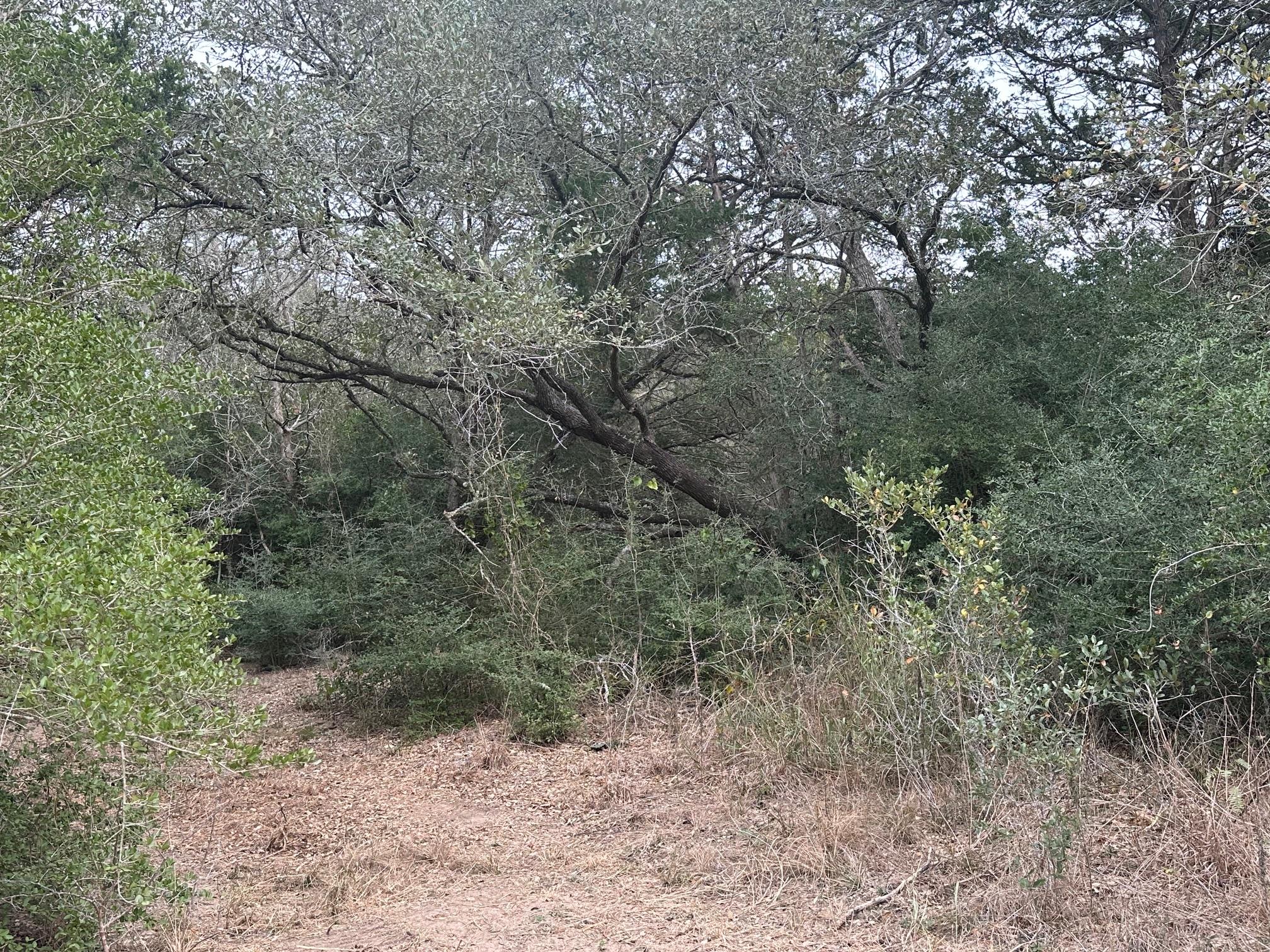 303 FM 609 Rd, Flatonia, TX 78941