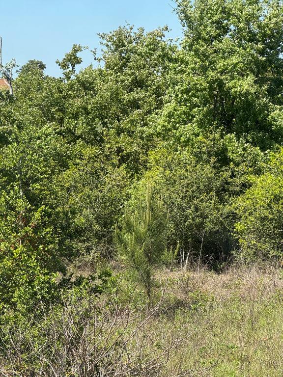538 Cottletown Rd, Smithville, TX 78957