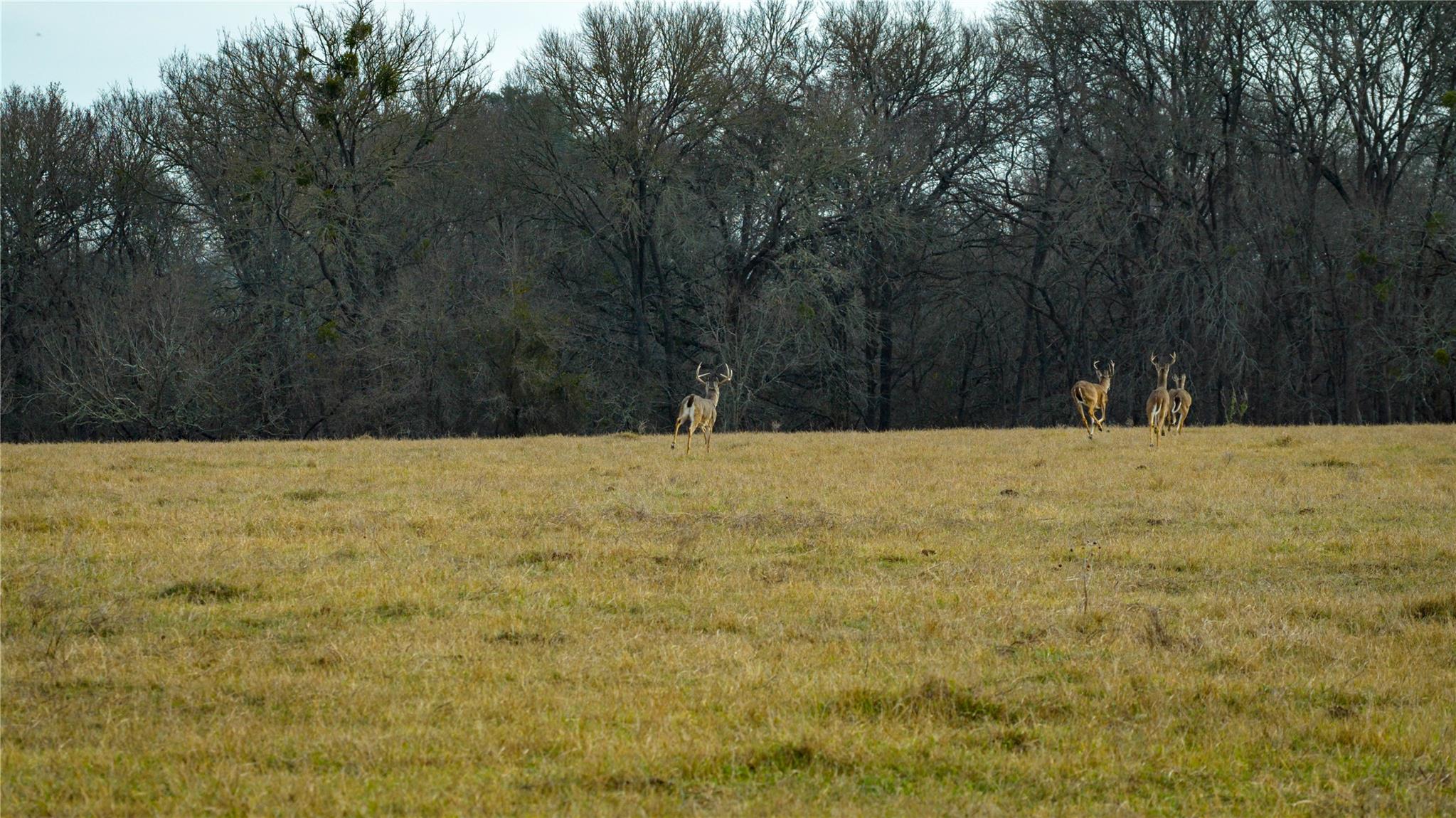 218 Brody Ln, Bastrop, TX 78602