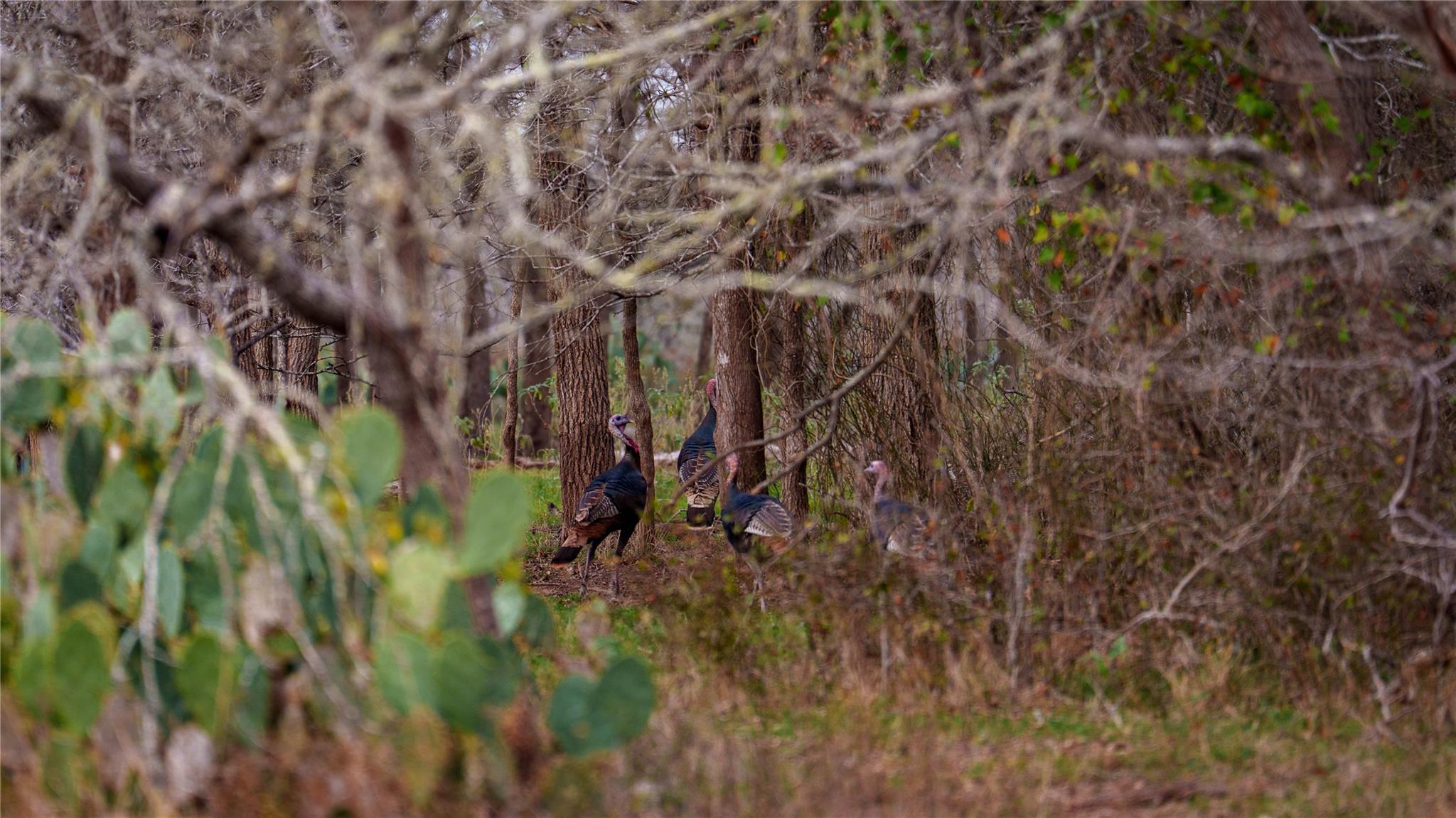 218 Brody Ln, Bastrop, TX 78602