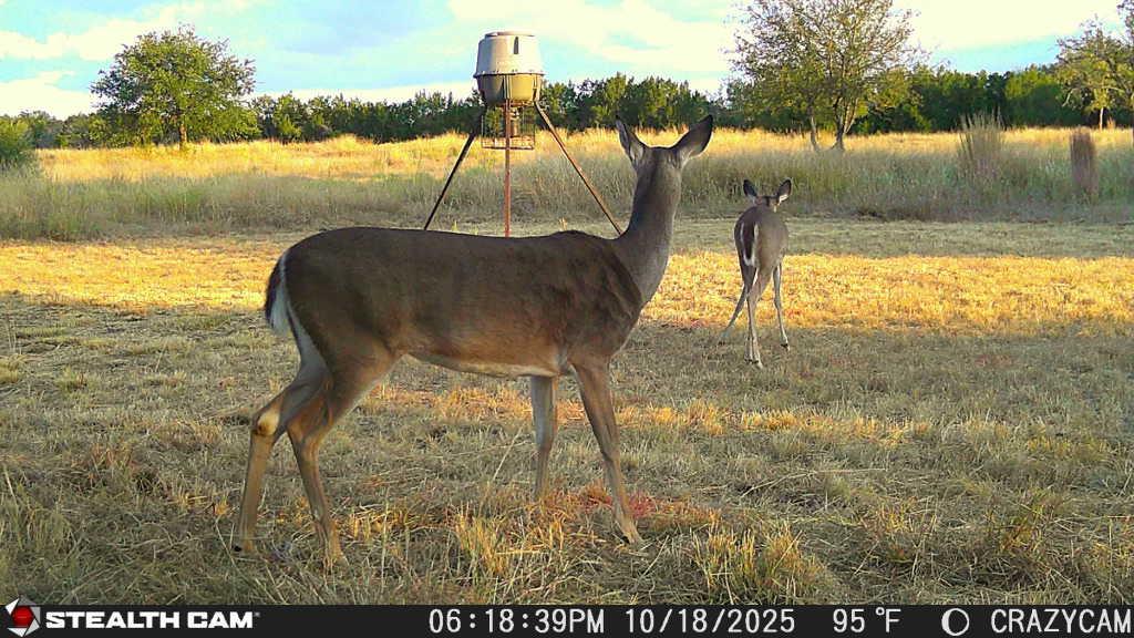 23651 Wolfridge Rd, Killeen, TX 76549