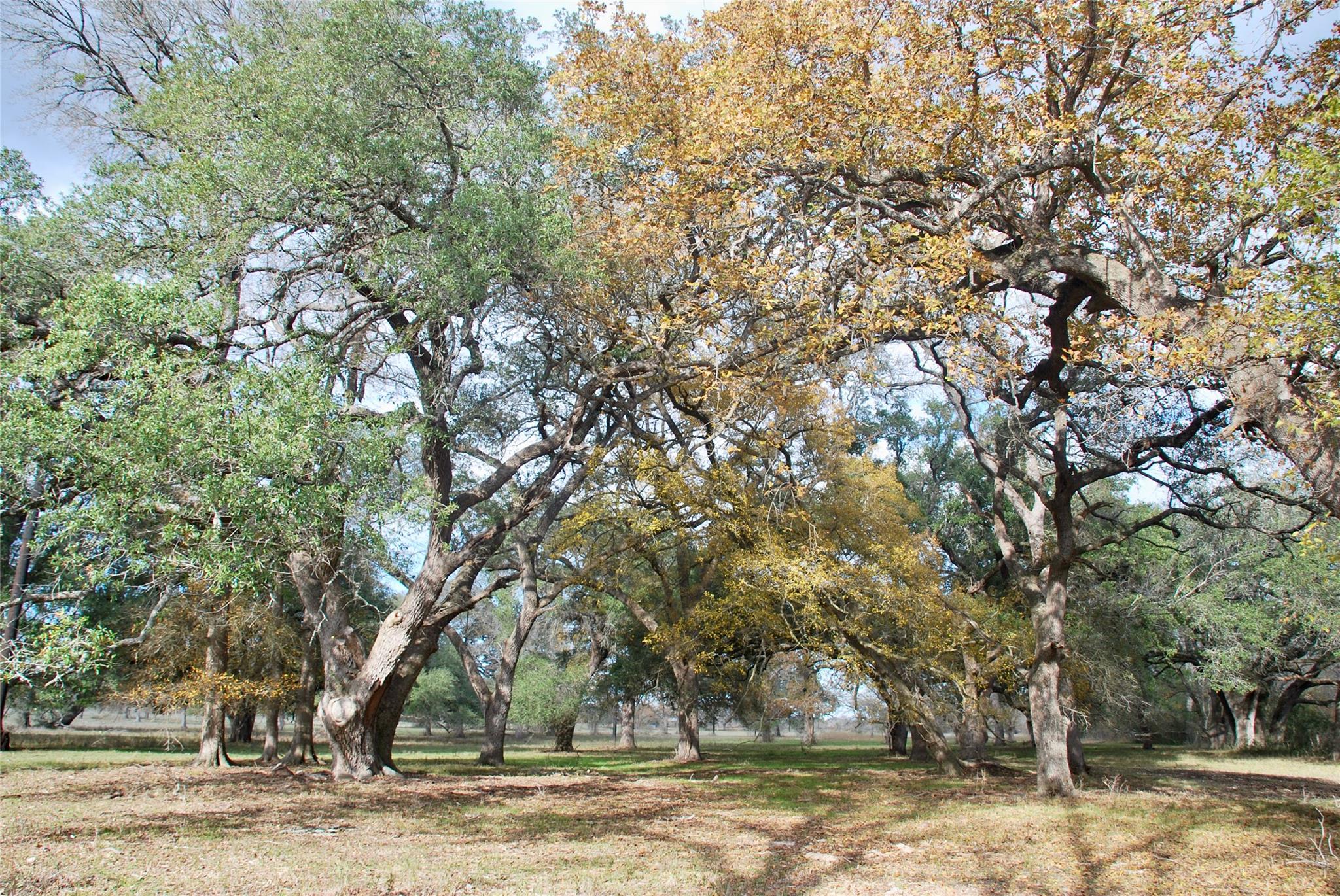 TBD County Road 405, Flatonia, TX 78941