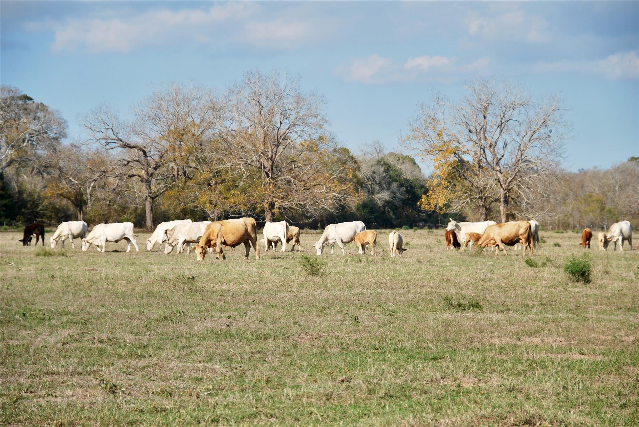 TBD County Road 405, Flatonia, TX 78941
