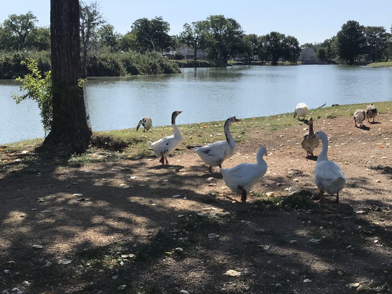 1209 Vance St # 12, Taylor, TX 76574