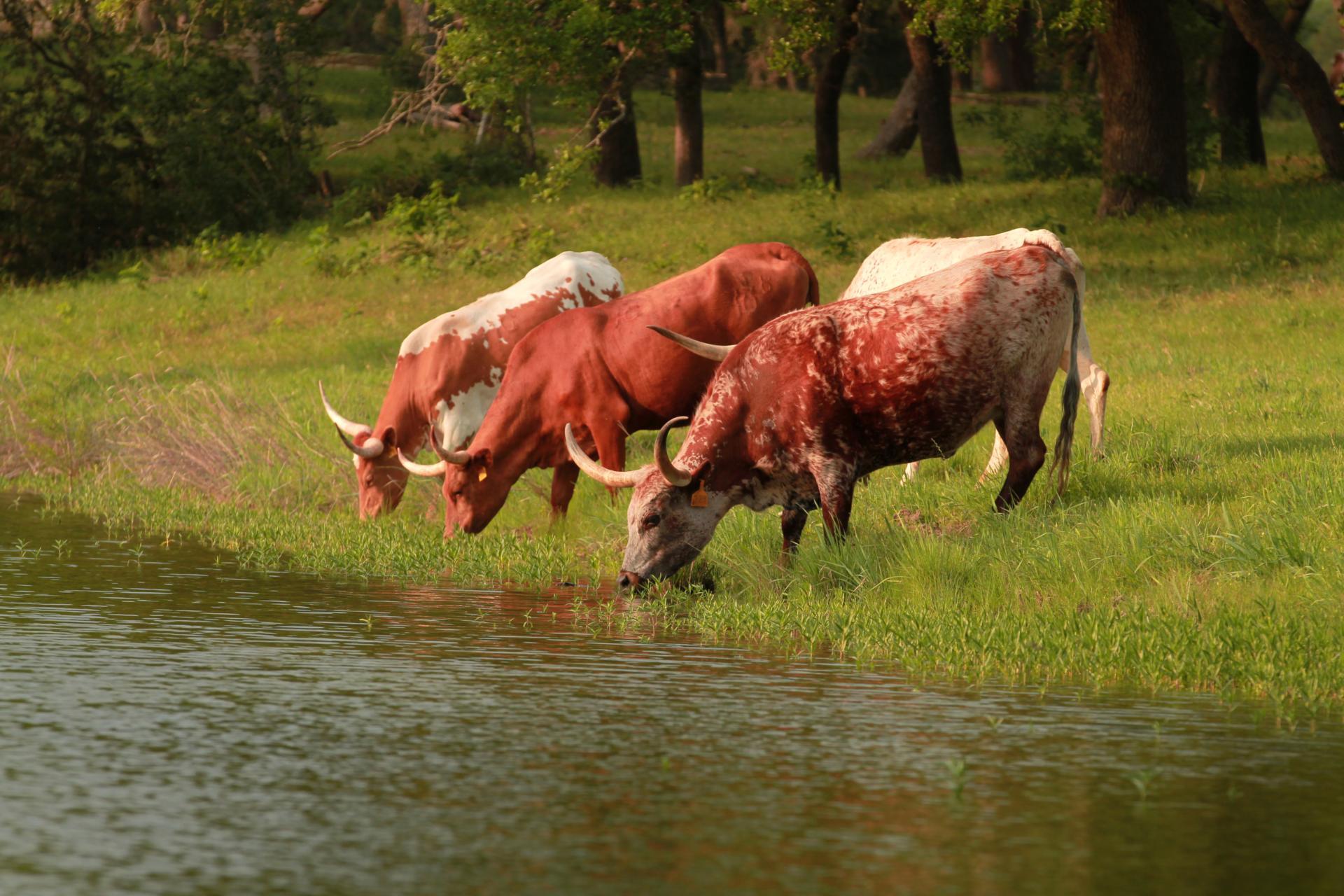 588 Premier Park Loop, Dripping Springs, TX 78620