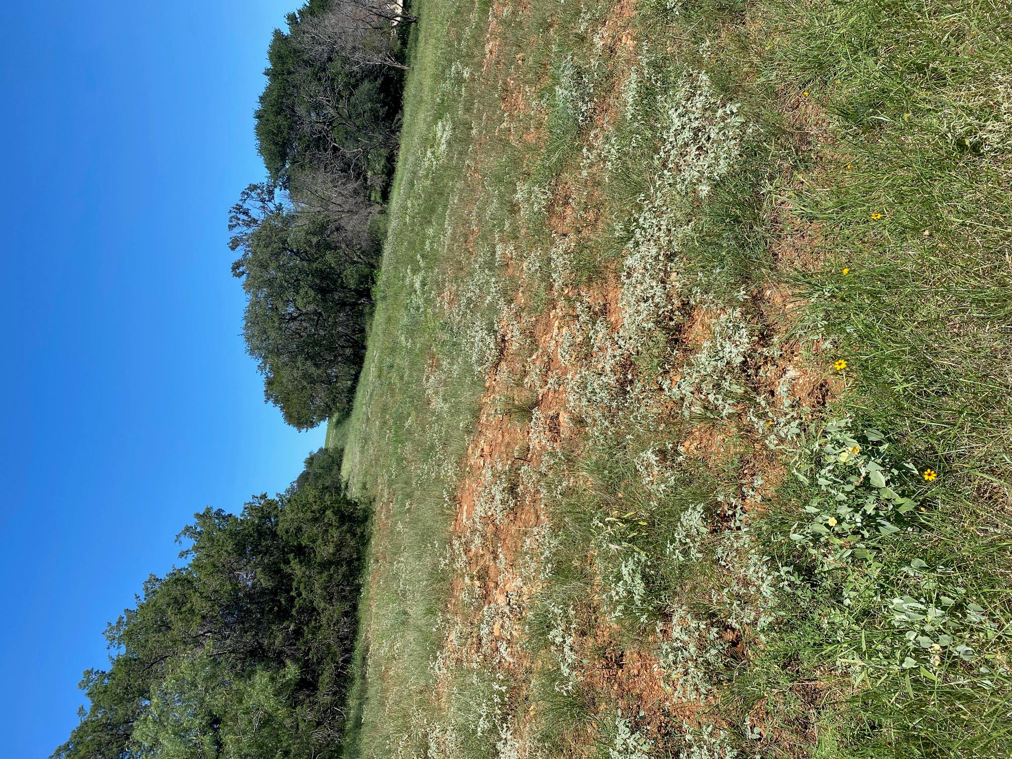 W25058 ApacheTears/White, Horseshoe Bay, TX 78657