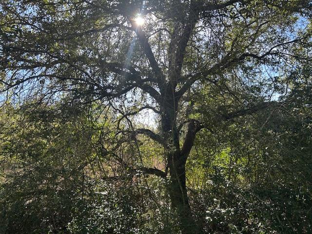 TBD FM 141, Dime Box, TX 77853