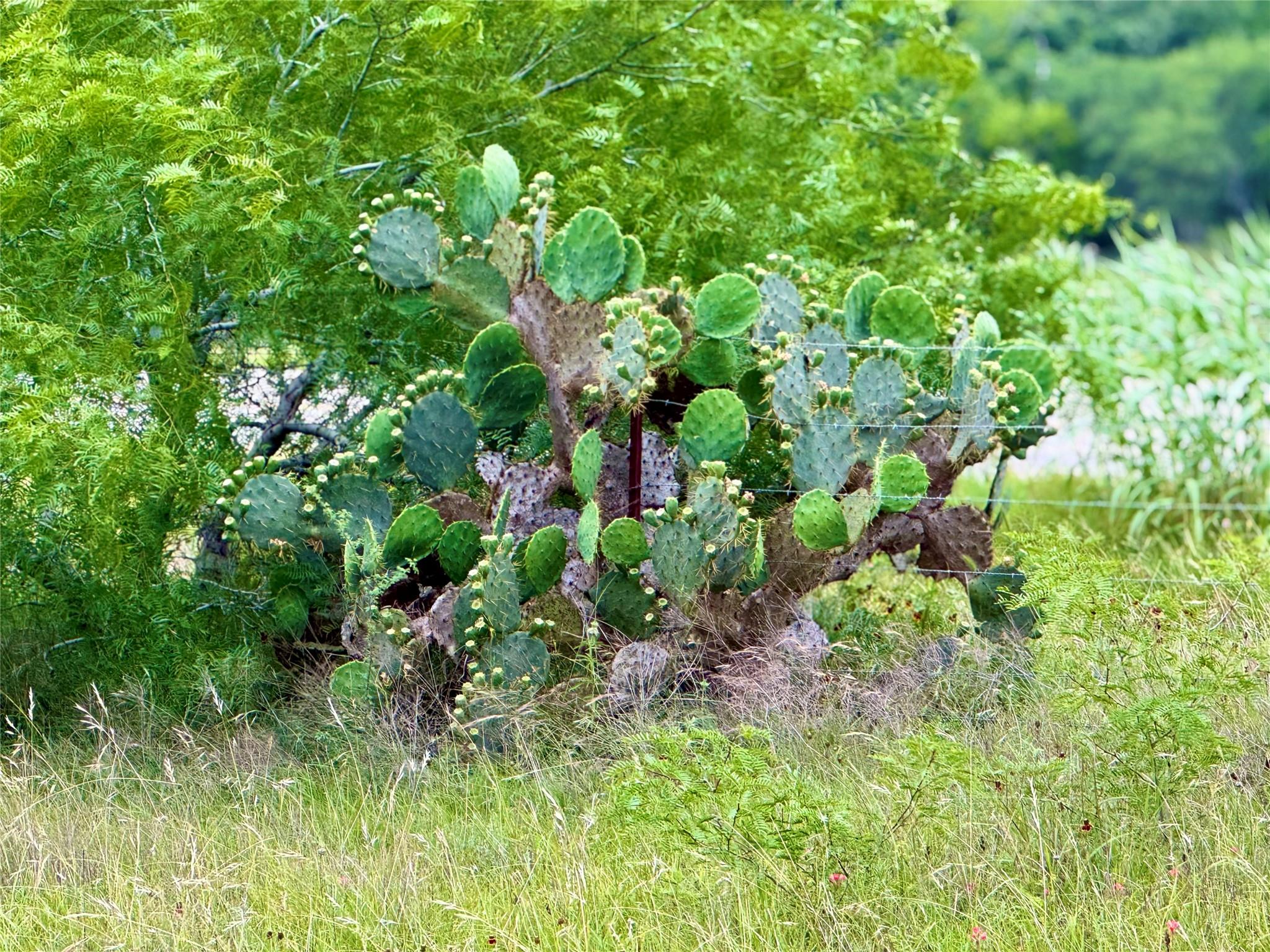 TBD Tract Q FM 108, Smiley, TX 78159