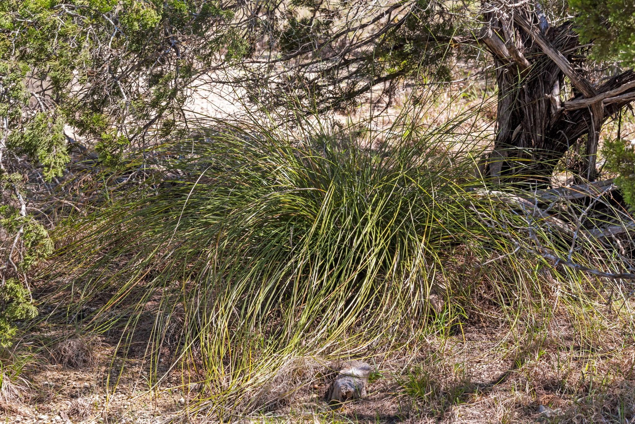 1725 Cripple Creek Sta, Dripping Springs, TX 78620