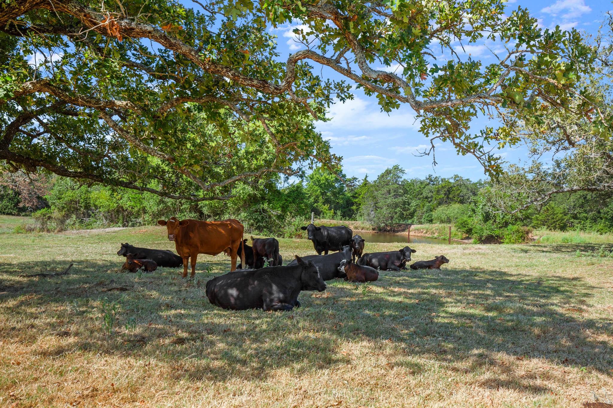 1099 Private Road 1061, Paige, TX 78659