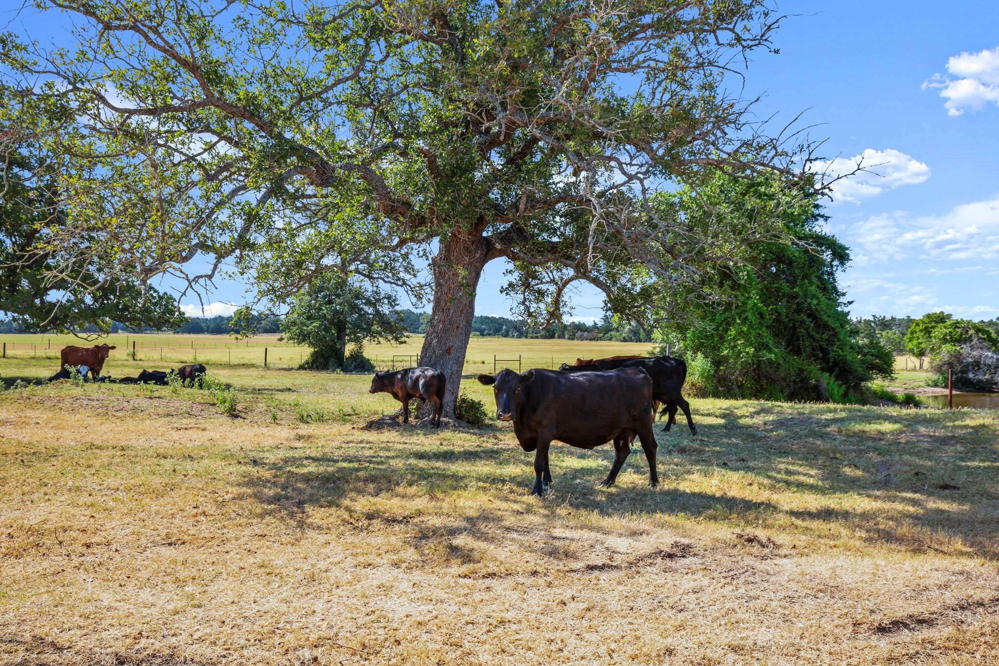 1099 Private Road 1061, Paige, TX 78659