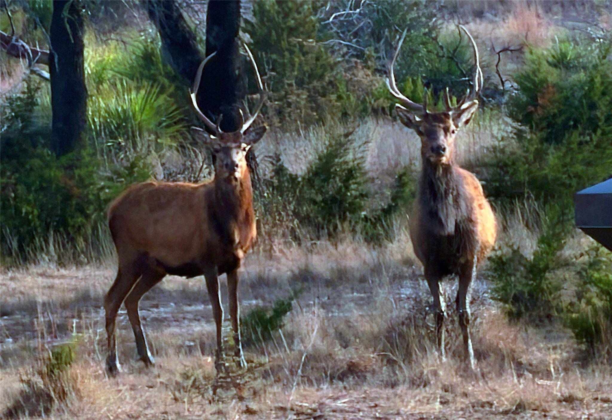 470 Blackbuck Trail Rd # 46, 47, Pipe Creek, TX 78063