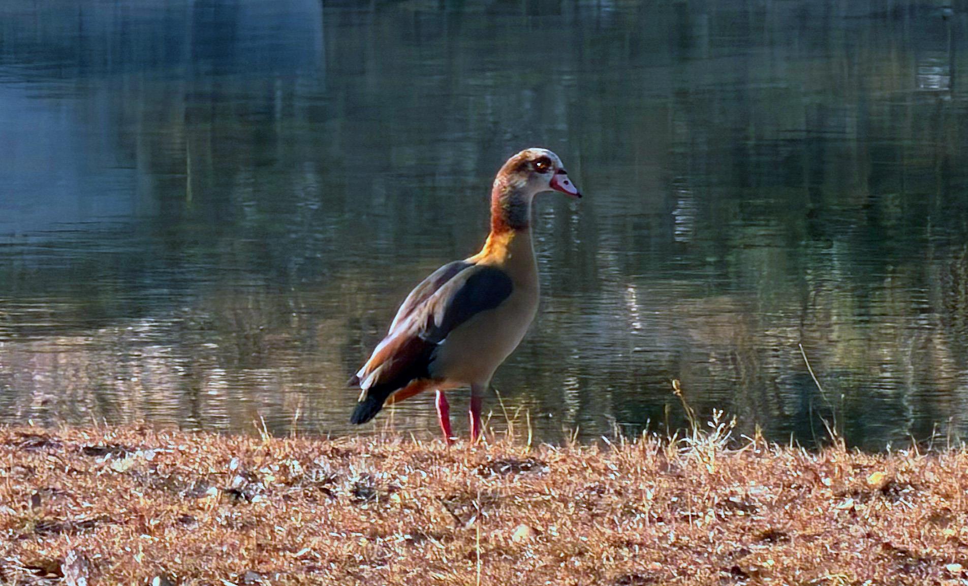 470 Blackbuck Trail Rd # 46, 47, Pipe Creek, TX 78063