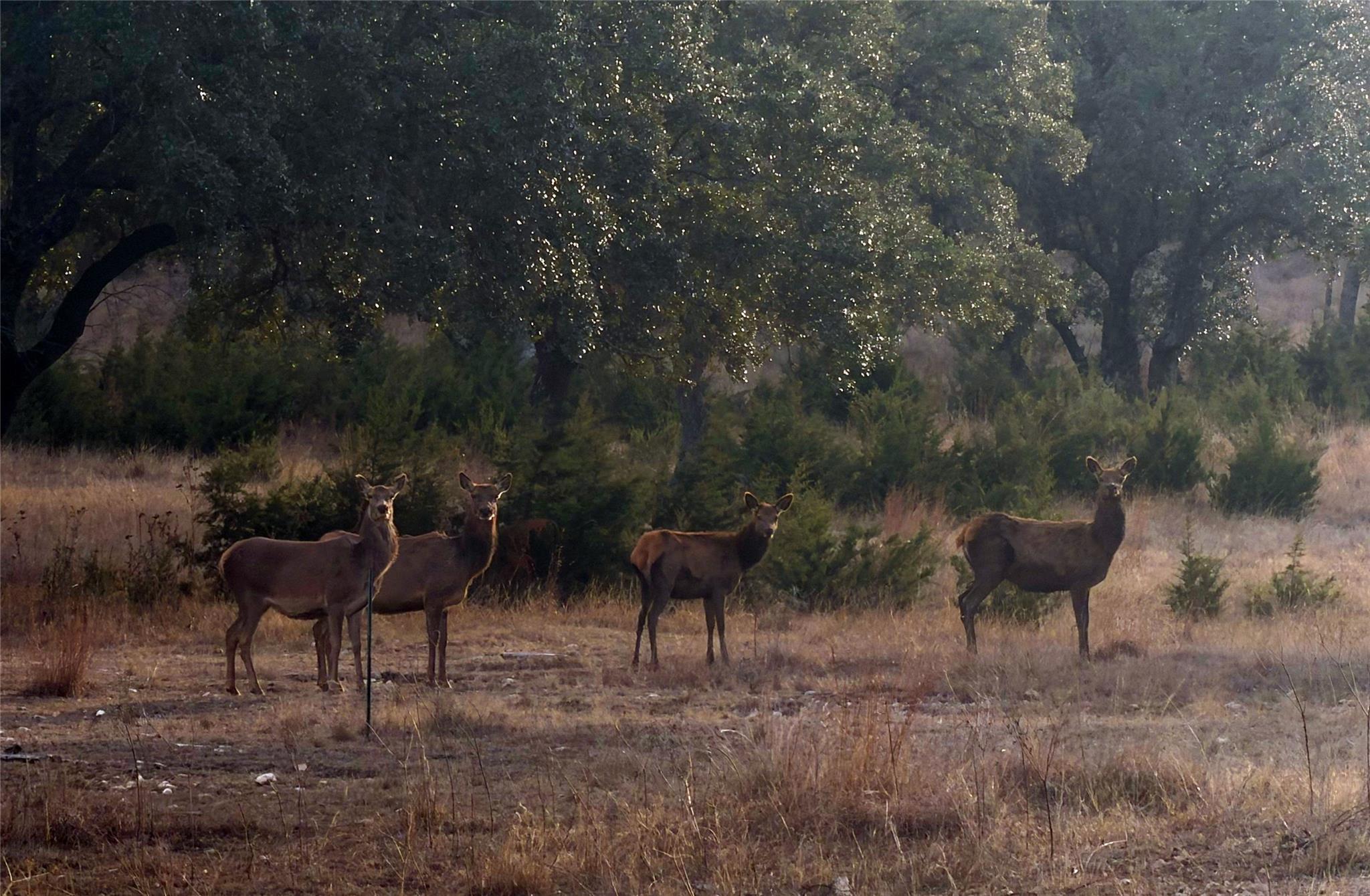 470 Blackbuck Trail Rd # 46, 47, Pipe Creek, TX 78063