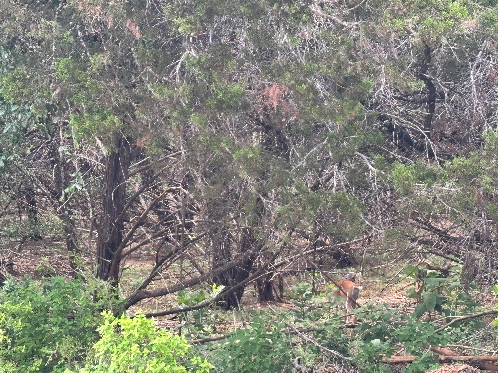 1684 Westview Court Dr, Canyon Lake, TX 78133