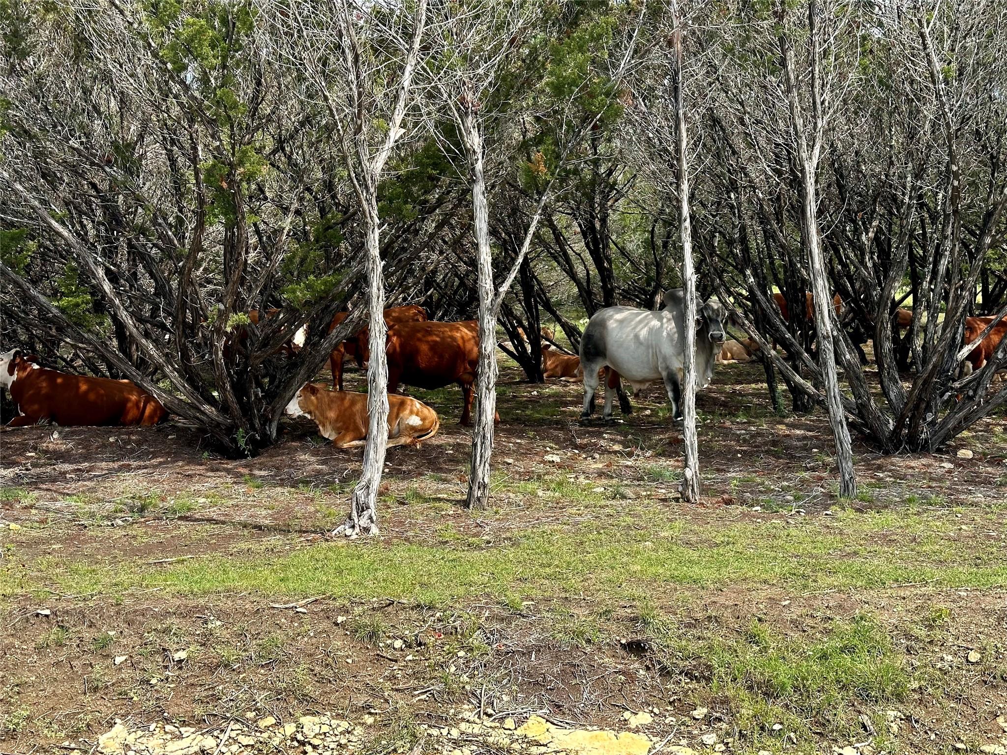 285 Donnie Dr, Lampasas, TX 76550