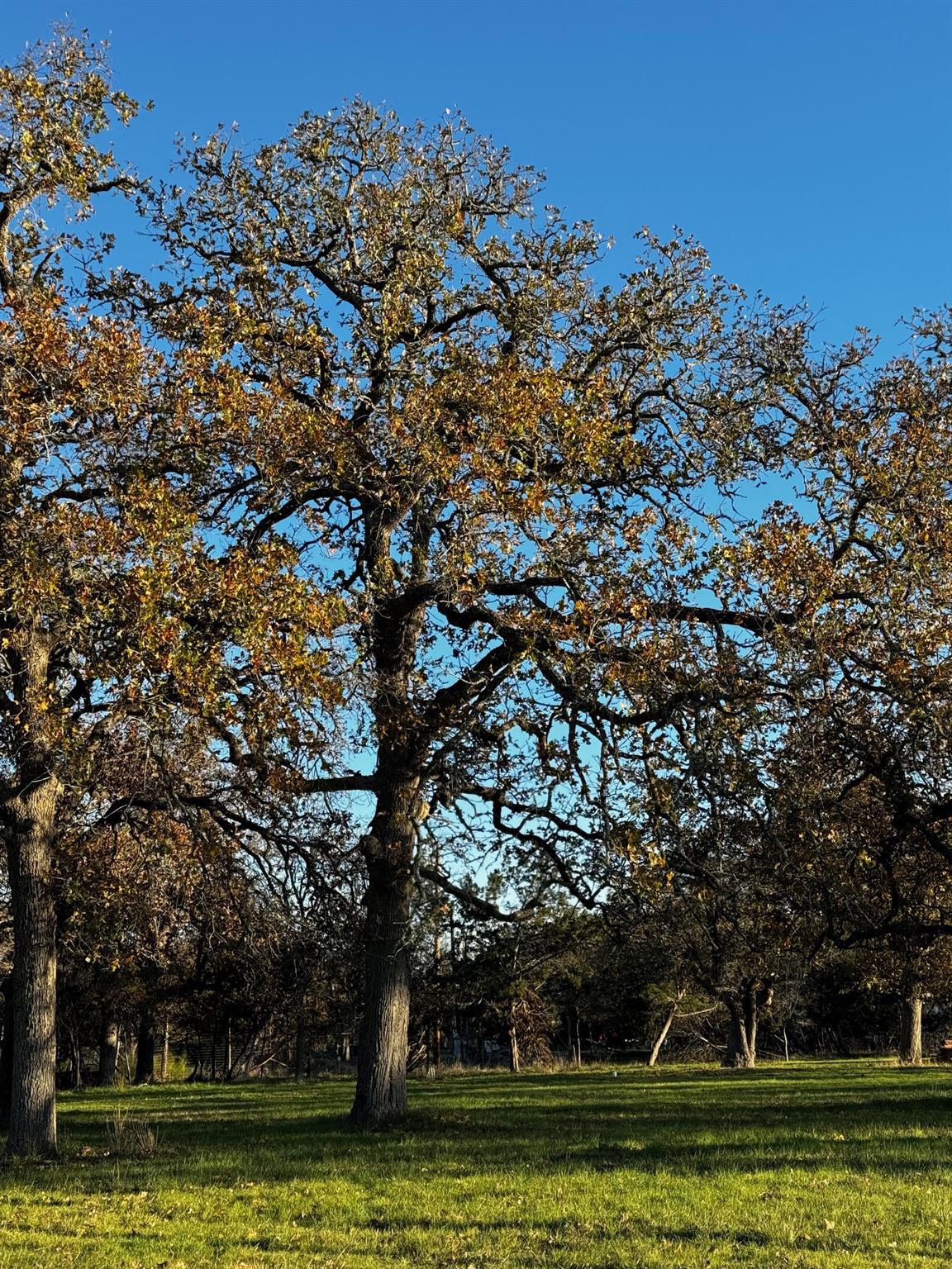 244 Buckskin Pass, Driftwood, TX 78619