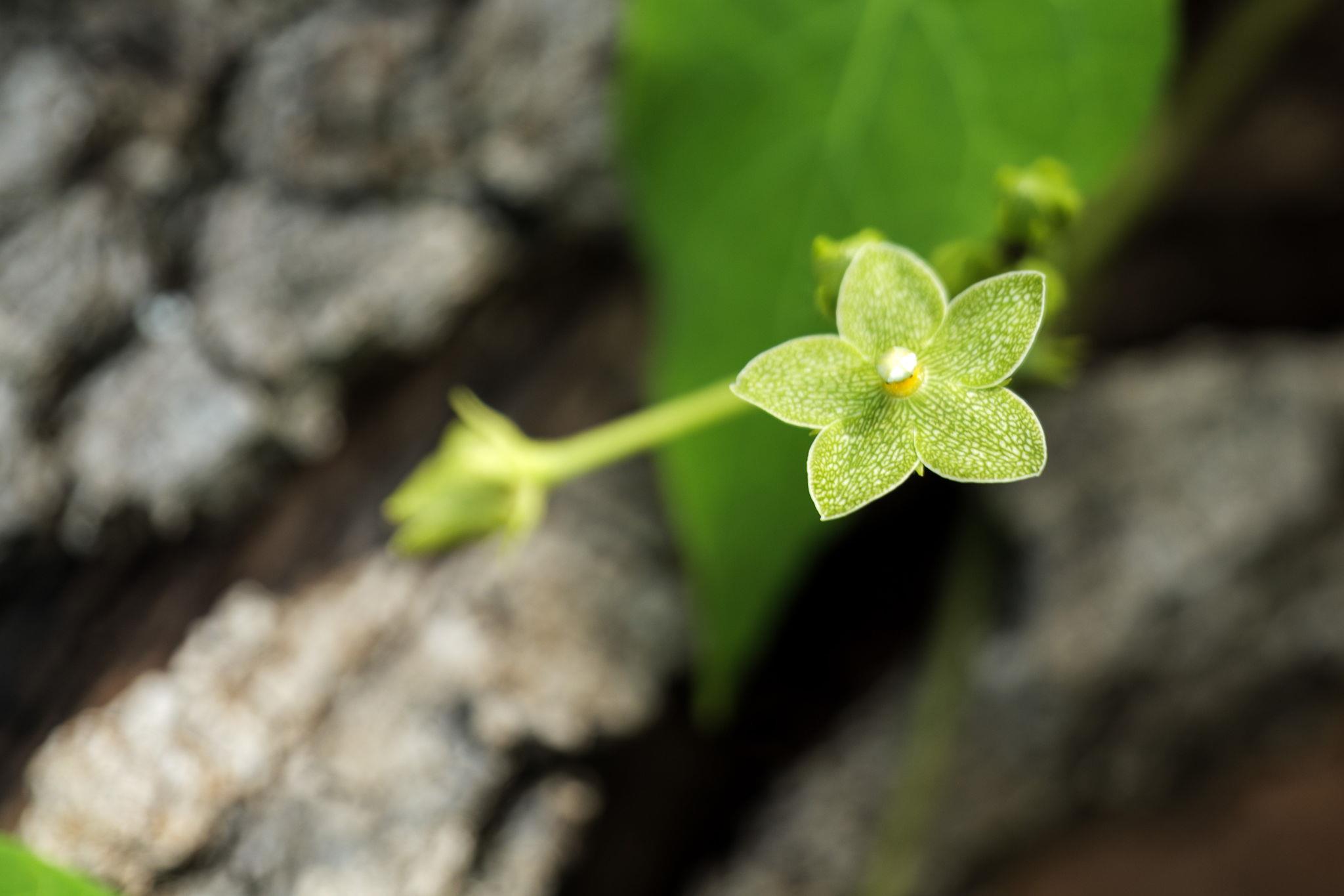 17503 Lake Shore Dr, Dripping Springs, TX 78620