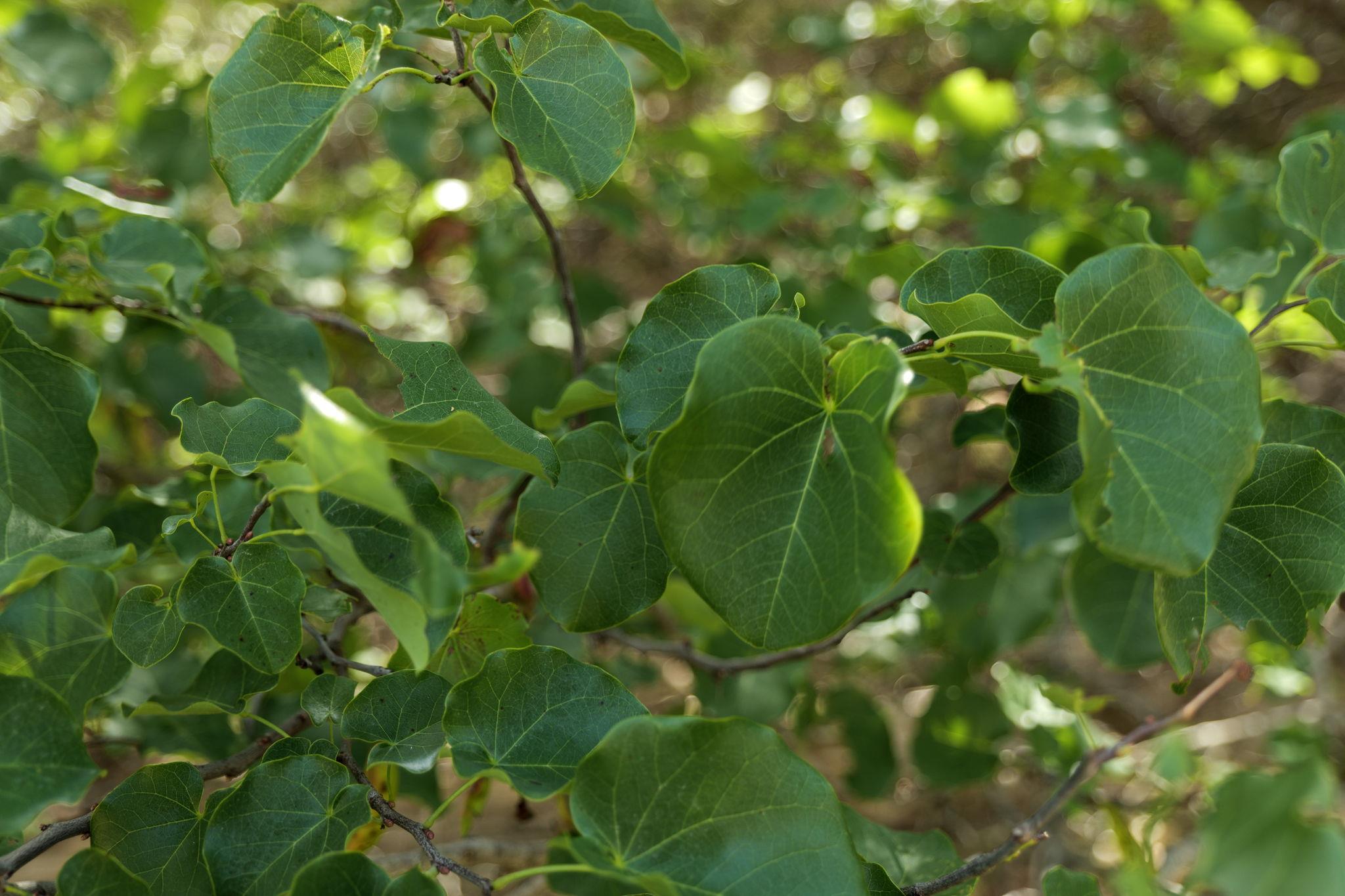 17503 Lake Shore Dr, Dripping Springs, TX 78620