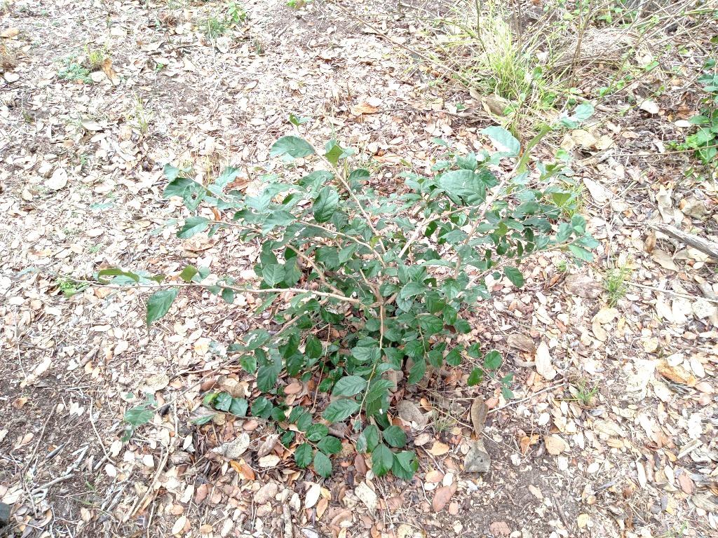 251 Lefty Lane Ln, Goliad, TX 77963