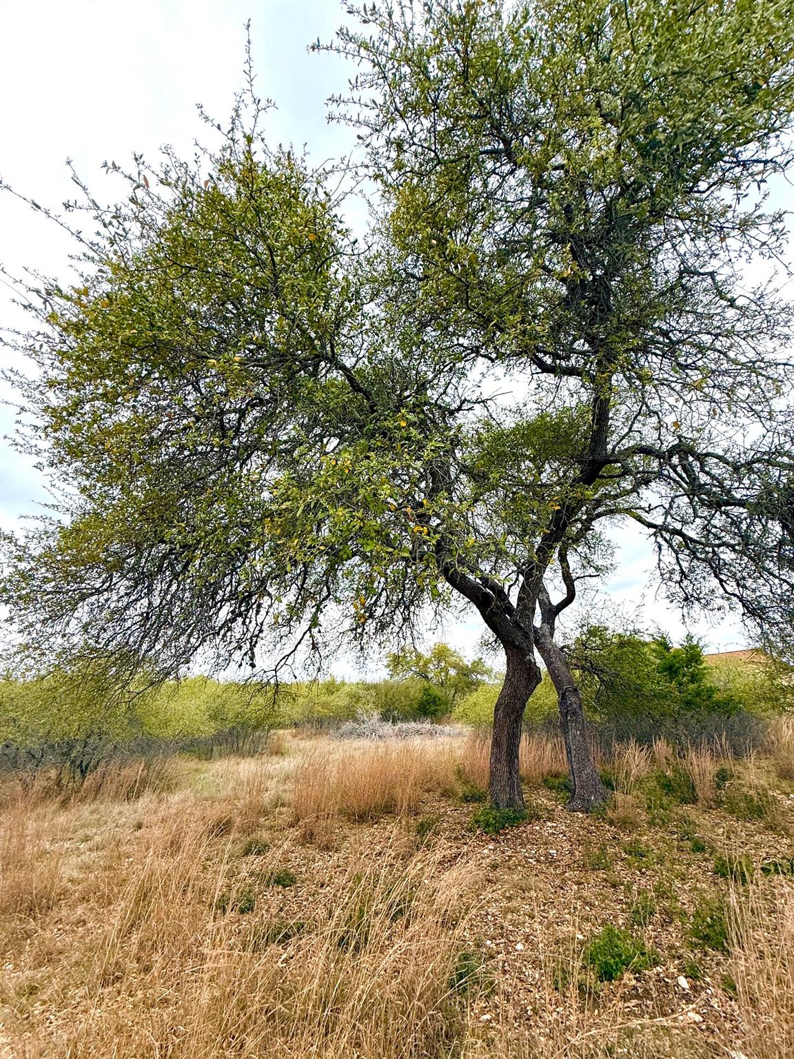 103 Ira Long, Blanco, TX 78606