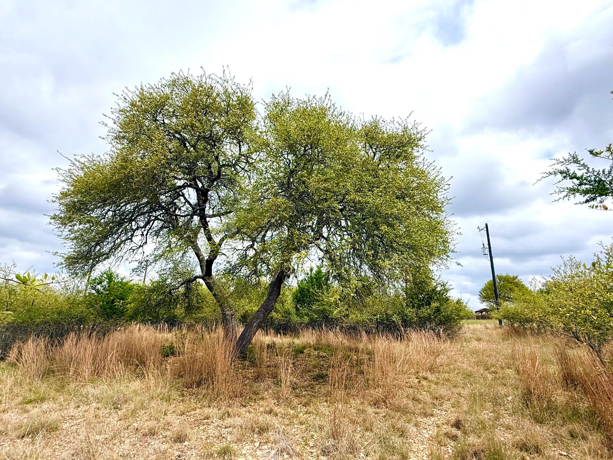 103 Ira Long, Blanco, TX 78606