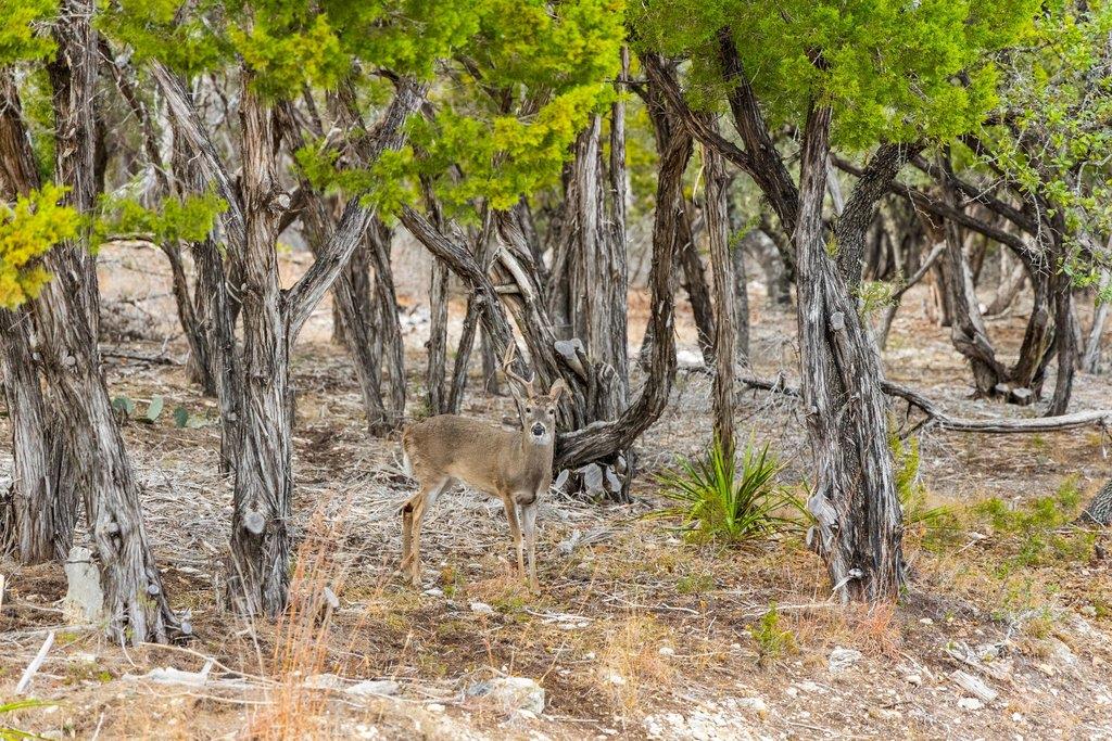 17609 Regatta View Dr, Jonestown, TX 78645