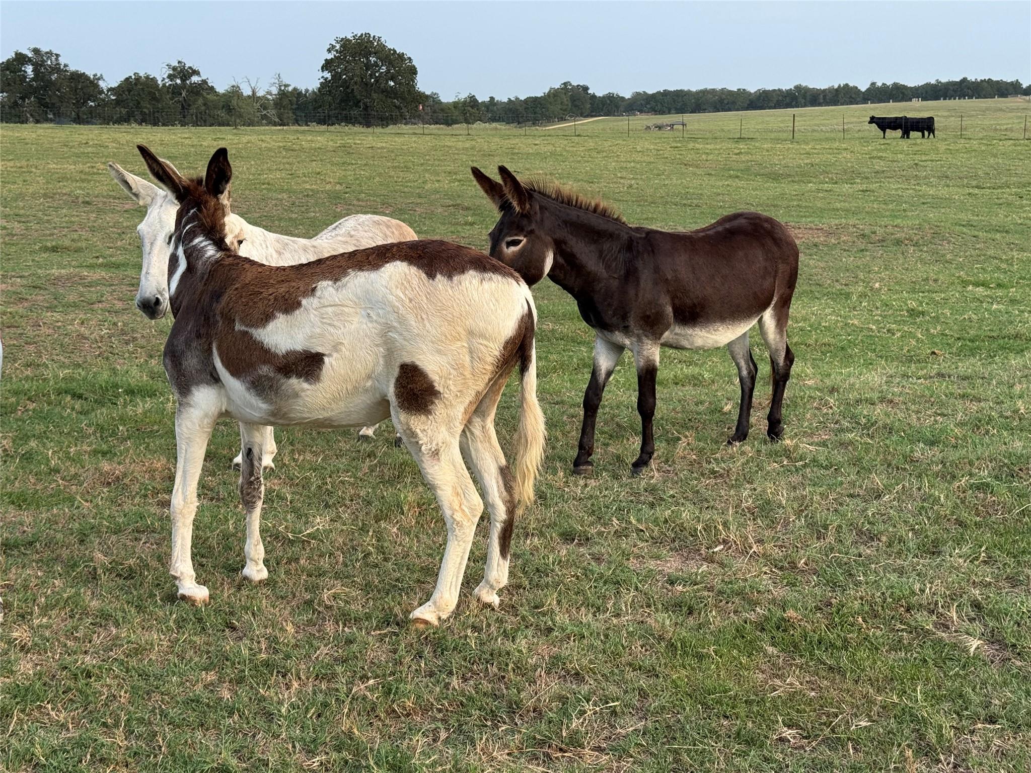 1835 County Road 325, Rockdale, TX 76567