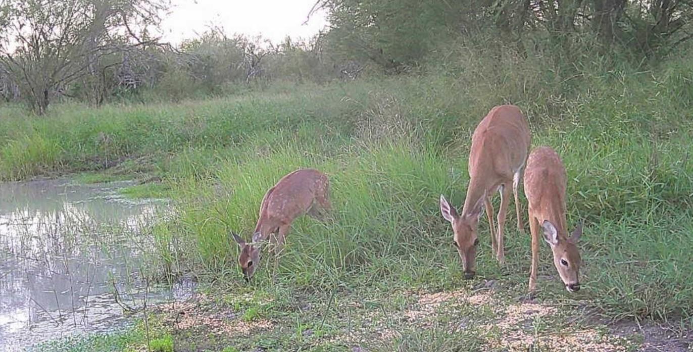 375 W County Road 401 Rd, Premont, TX 78355