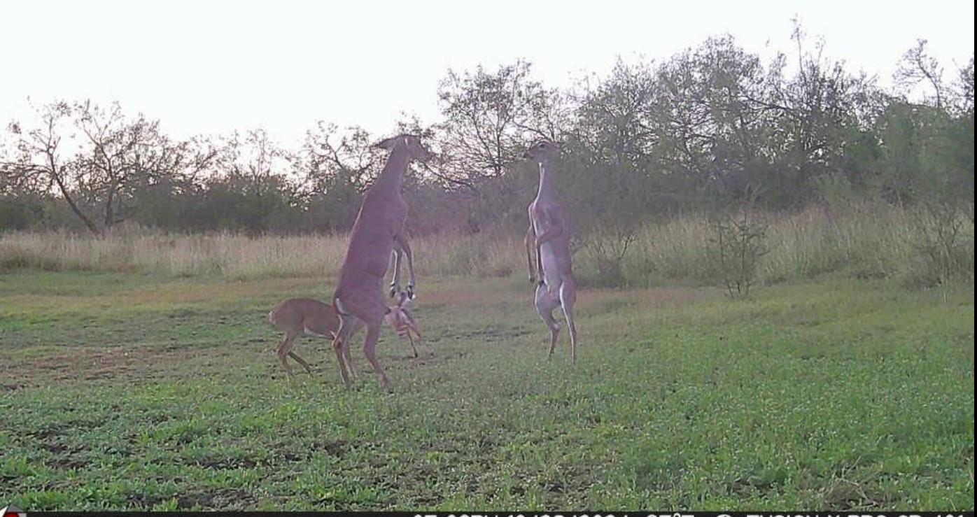 375 W County Road 401 Rd, Premont, TX 78355