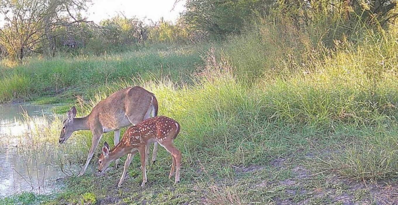 375 W County Road 401 Rd, Premont, TX 78355