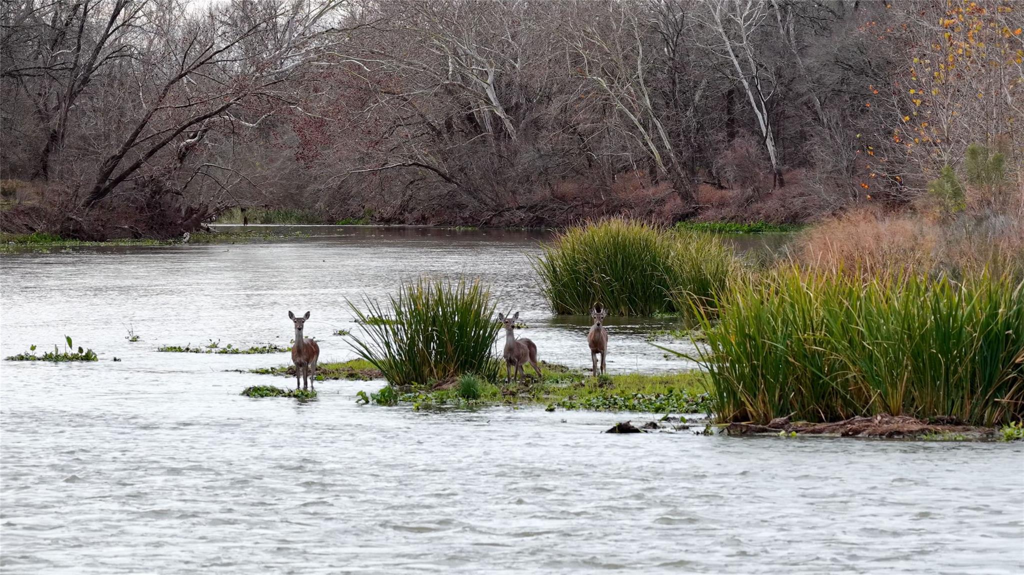 256 Greasy Bnd, Smithville, TX 78957