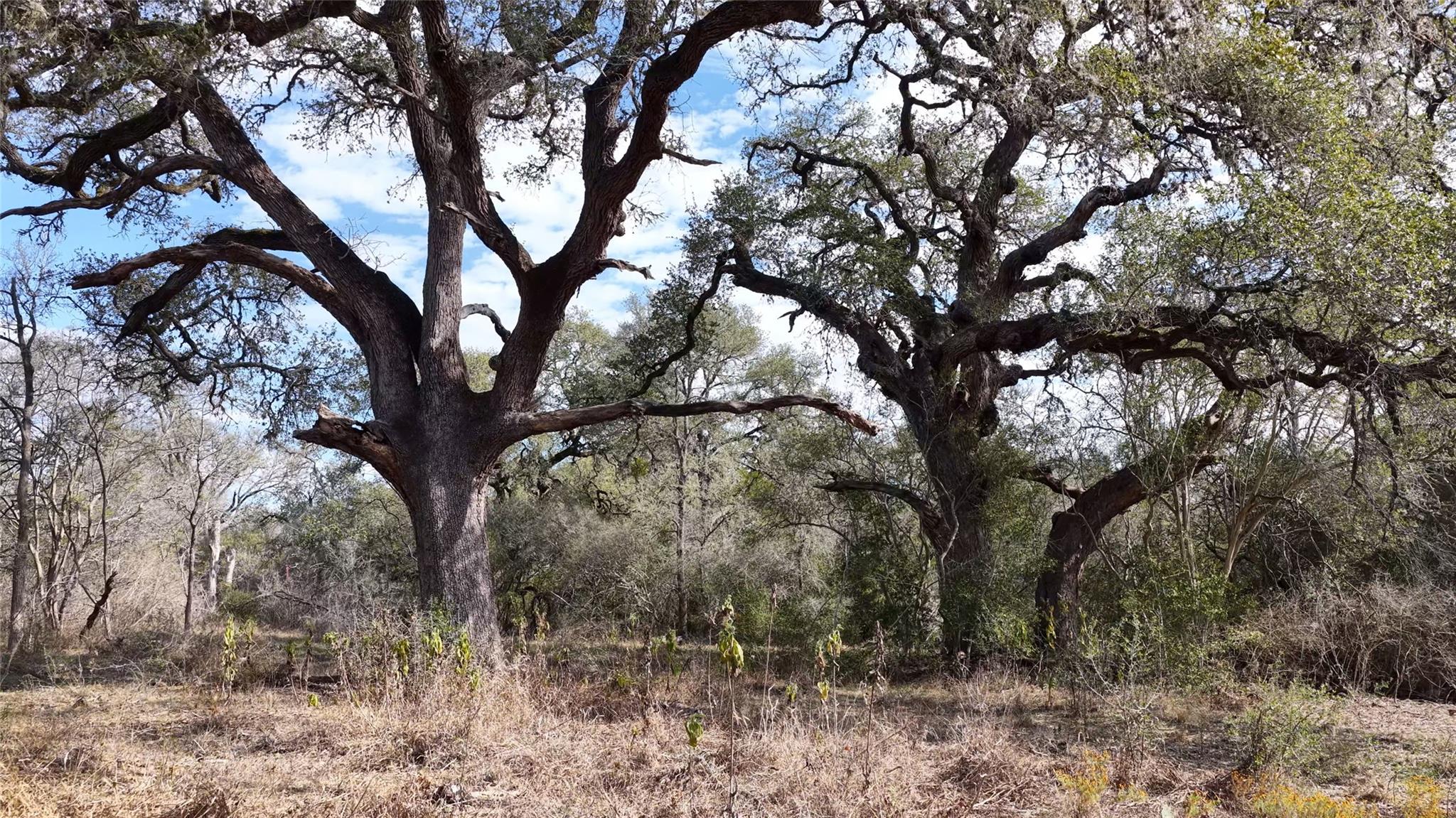 256 Greasy Bnd, Smithville, TX 78957