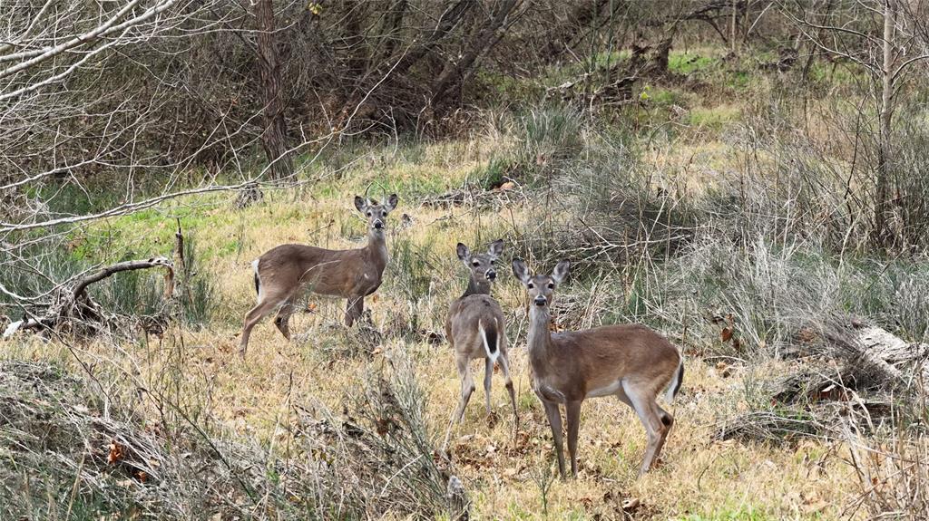 256 Greasy Bend Rd, Smithville, TX 78957