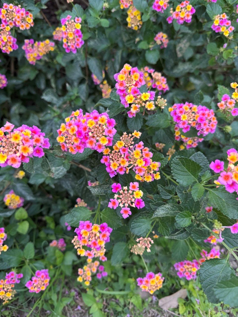 859 Morningwood Dr, San Marcos, TX 78666