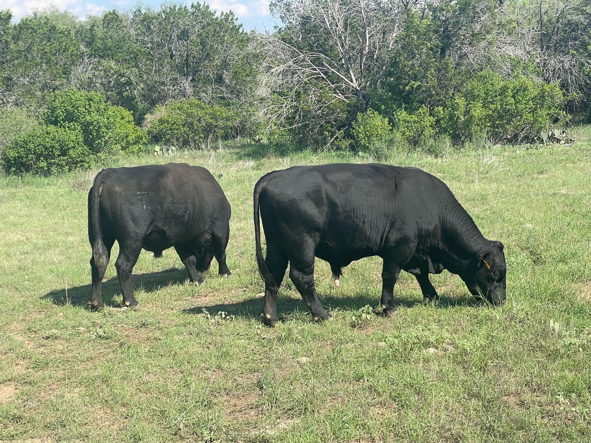 2308 County Road 414, Spicewood, TX 78669