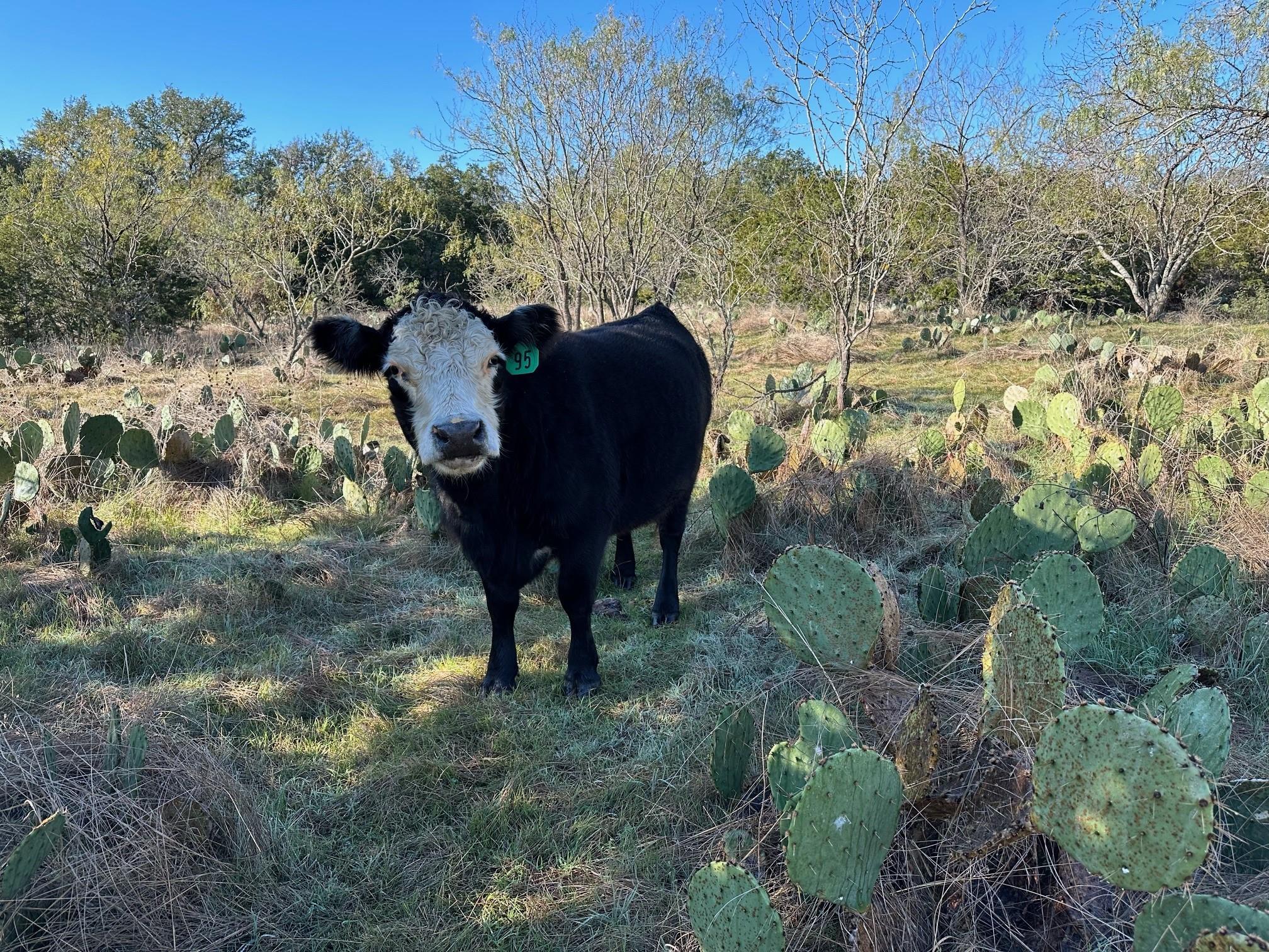 2308 County Road 414, Spicewood, TX 78669