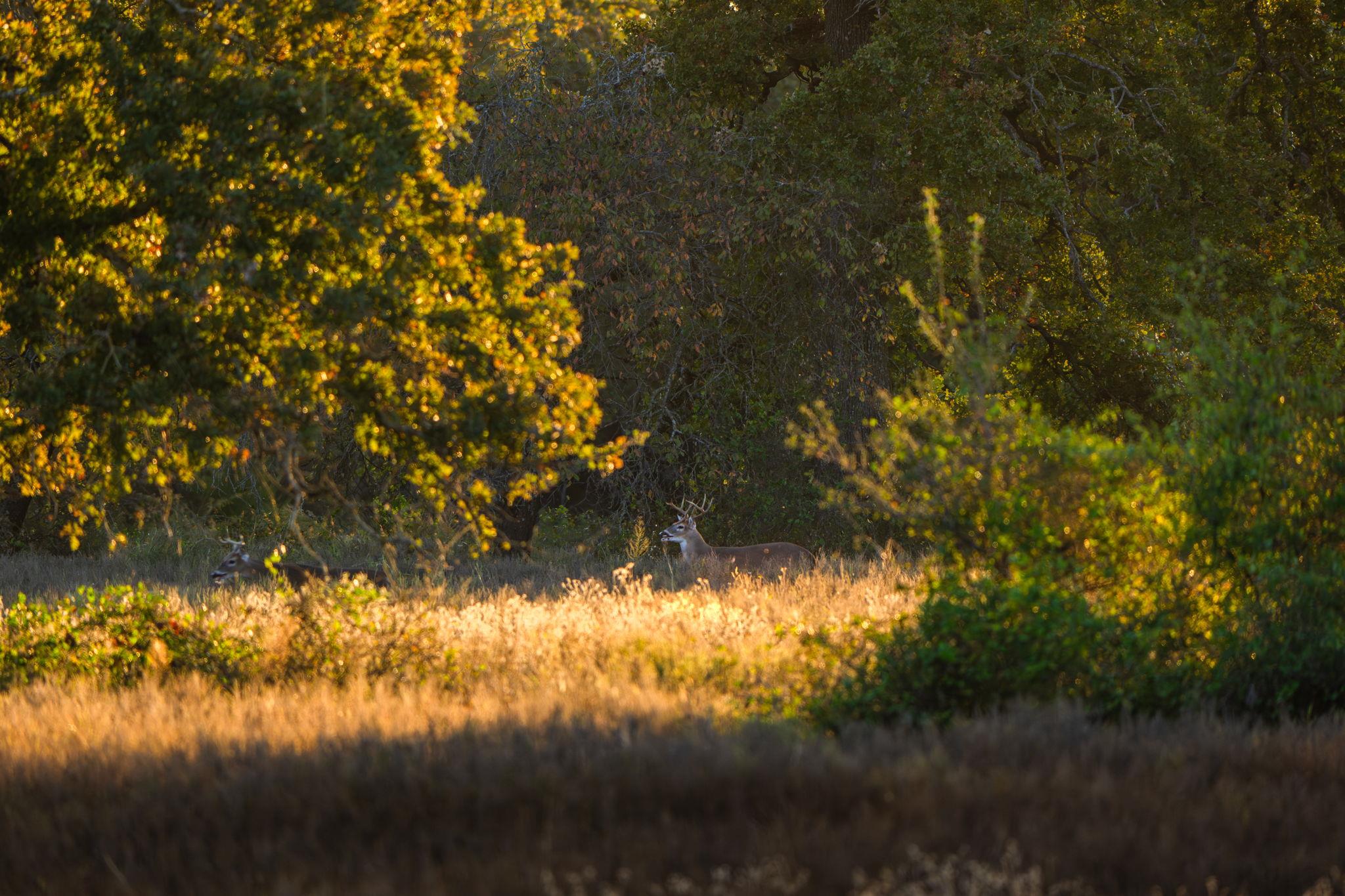 345 Fm 933, Aquilla, TX 76622