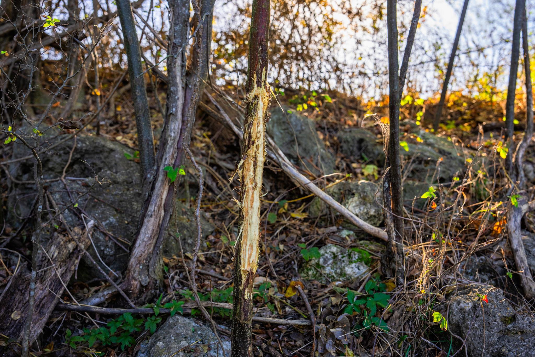 345 Fm 933, Aquilla, TX 76622