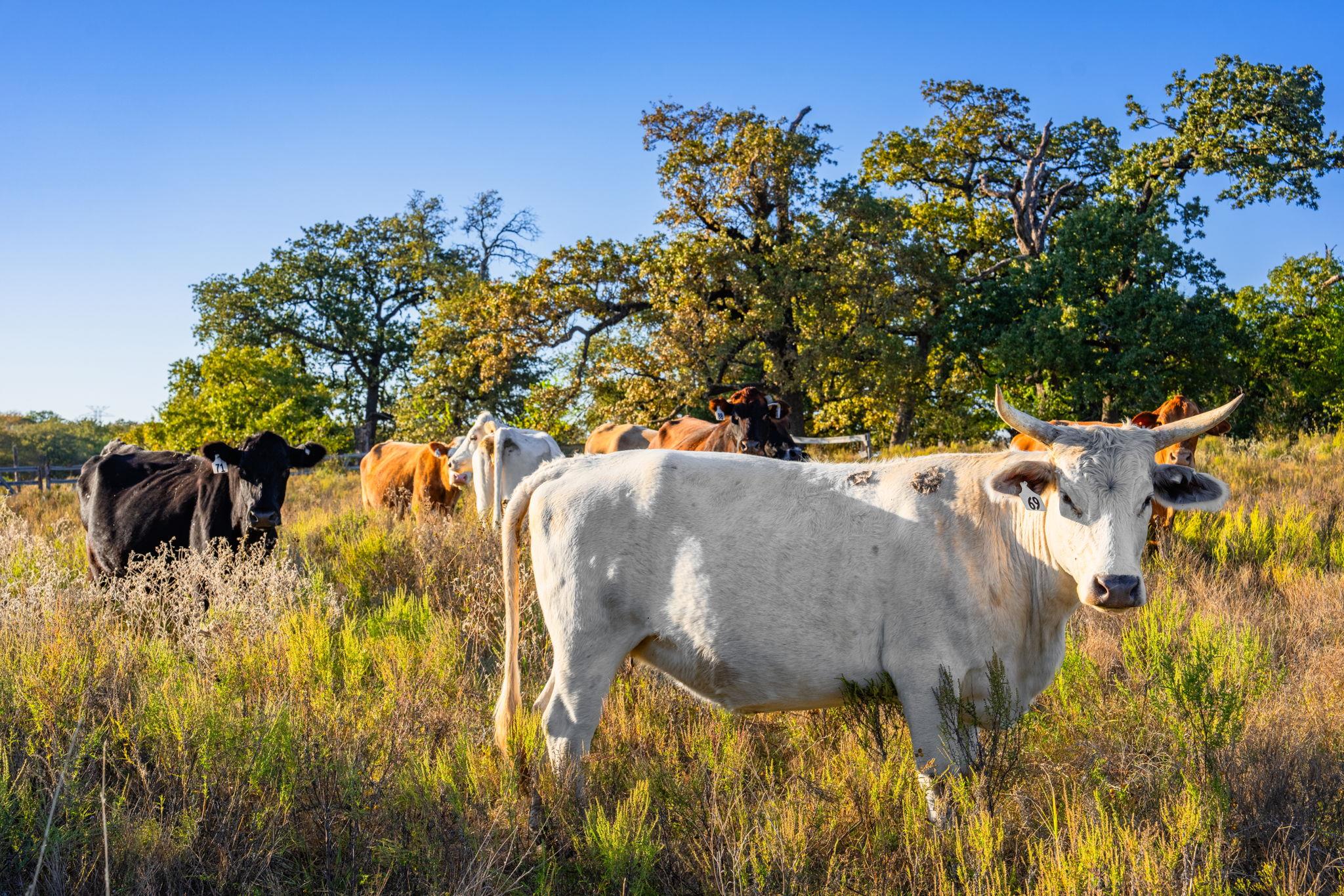 345 Fm 933, Aquilla, TX 76622