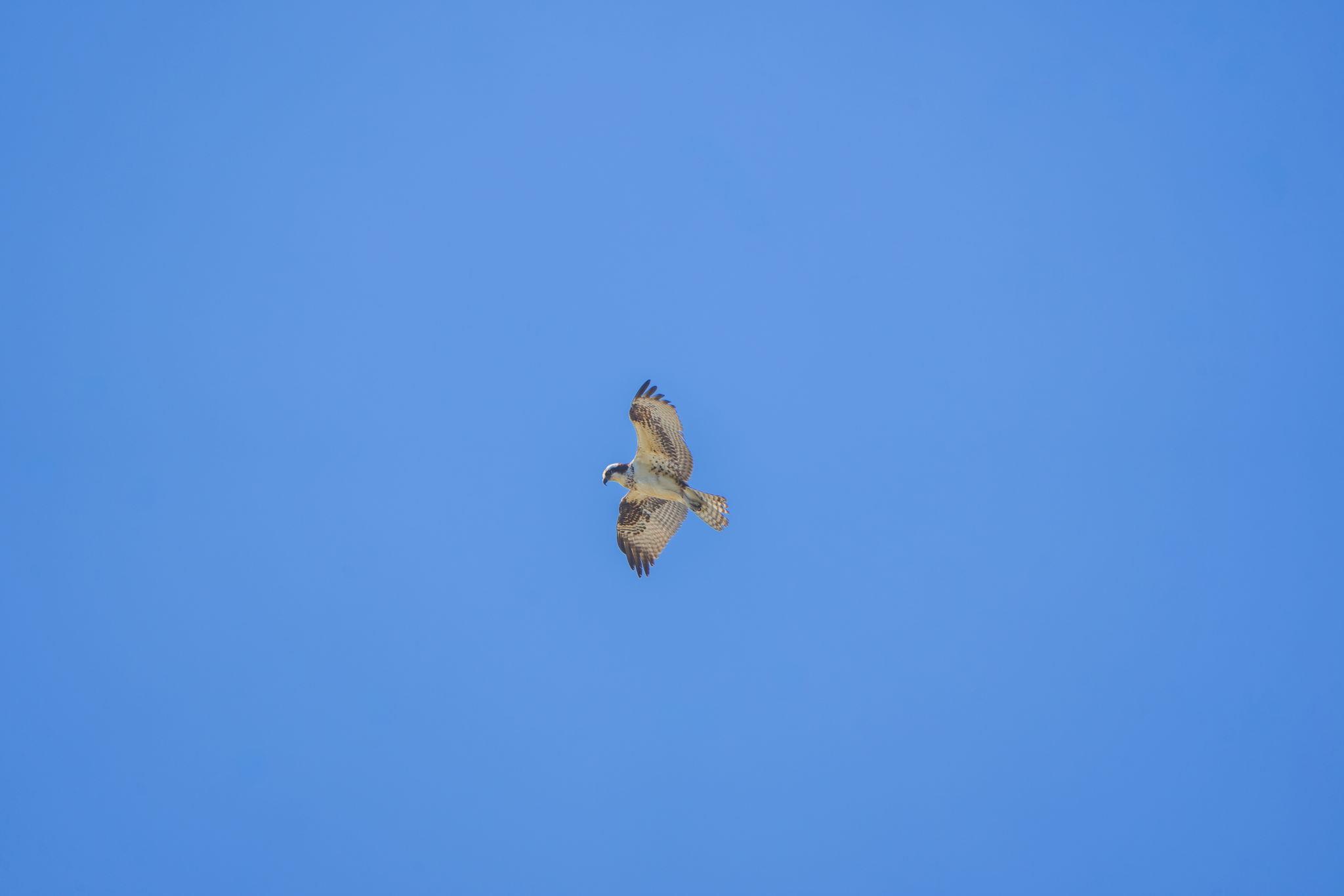 345 Fm 933, Aquilla, TX 76622