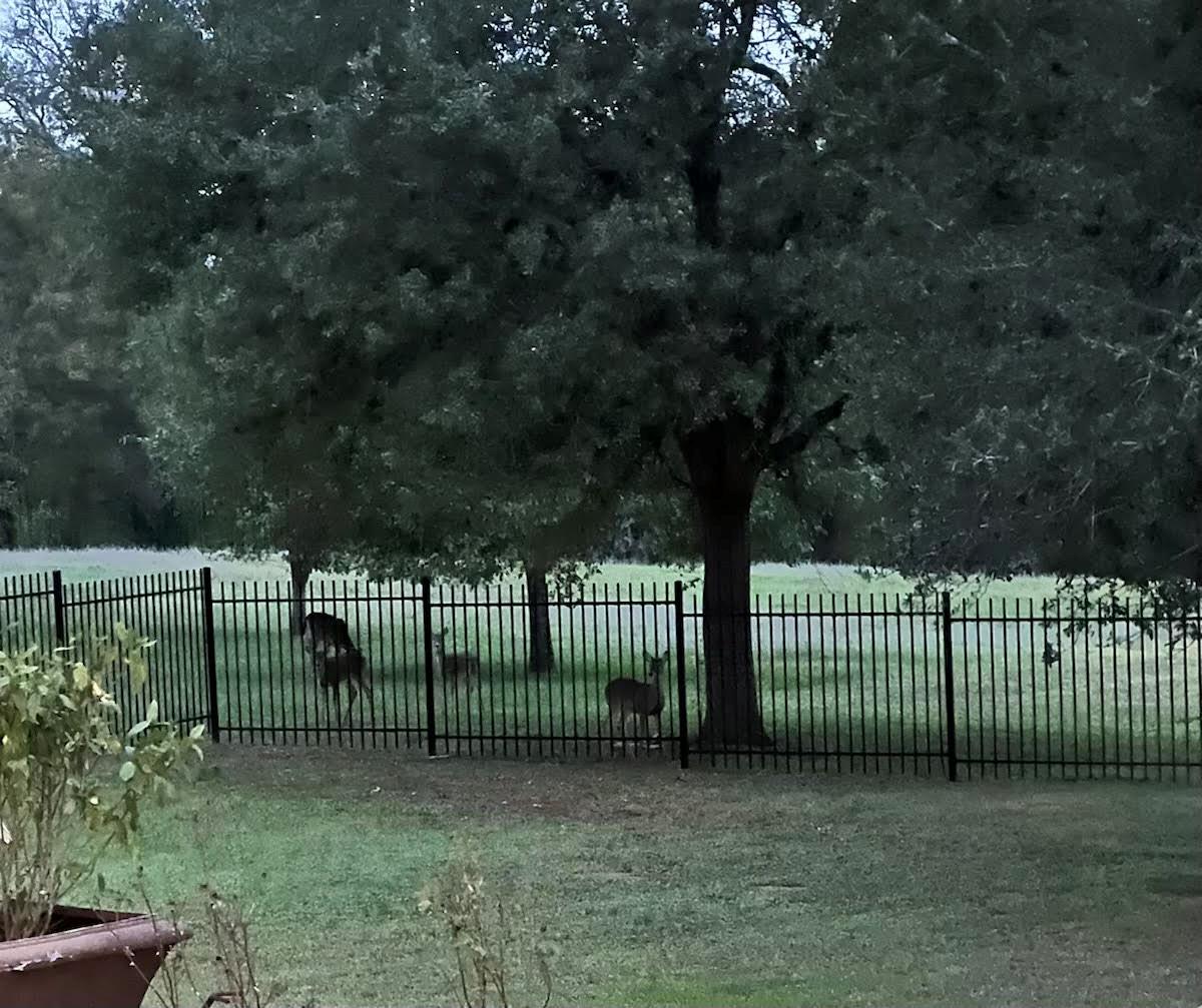 1005 Colorado St, Smithville, TX 78957