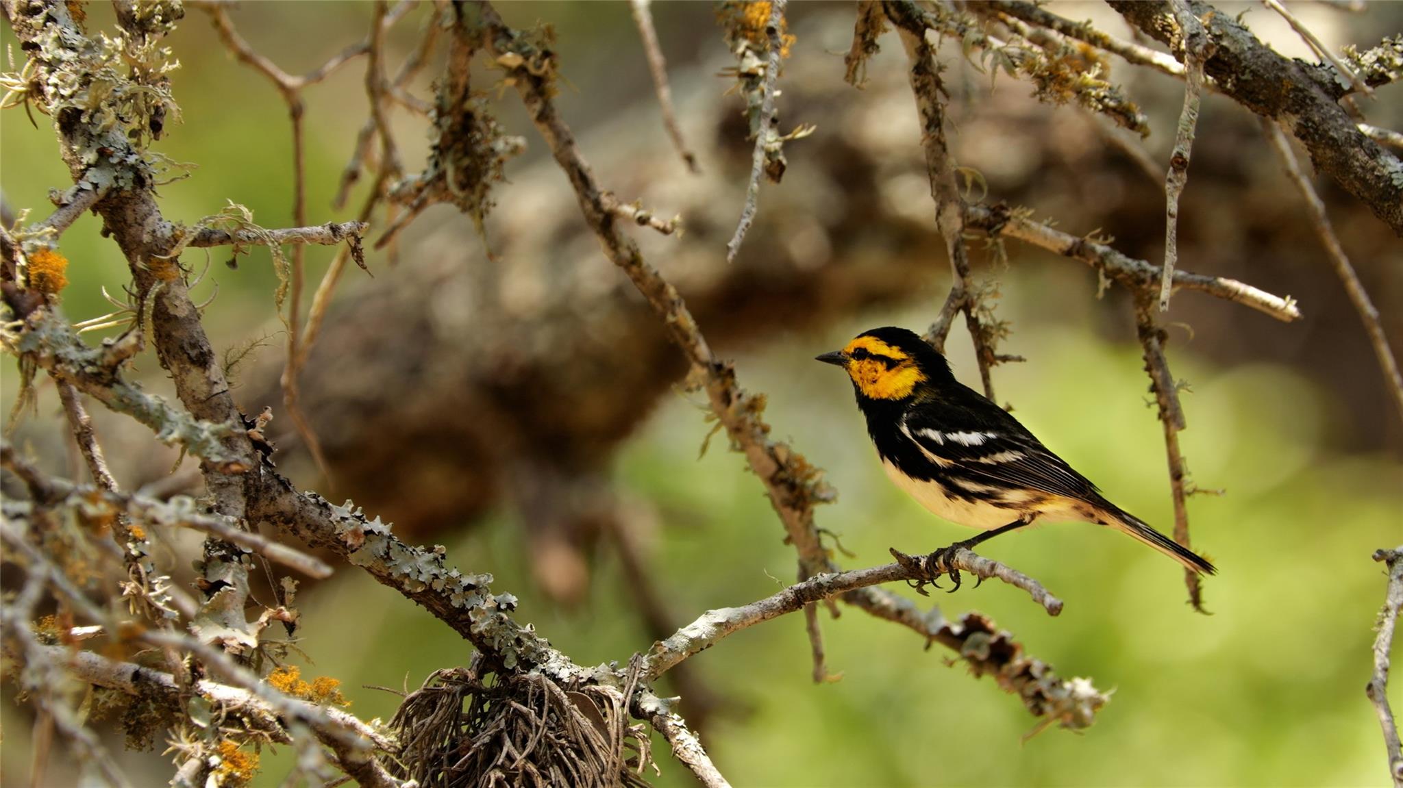 892 Baird Ranch Rd, Johnson City, TX 78636